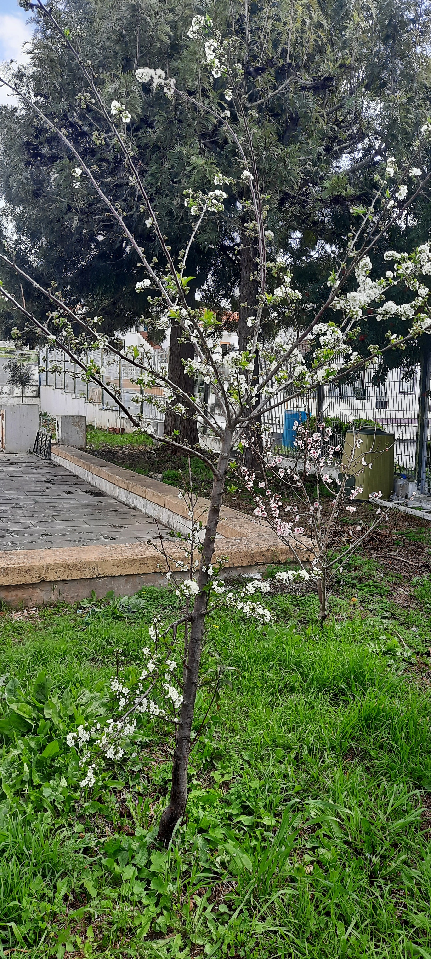Ameixeira em flor