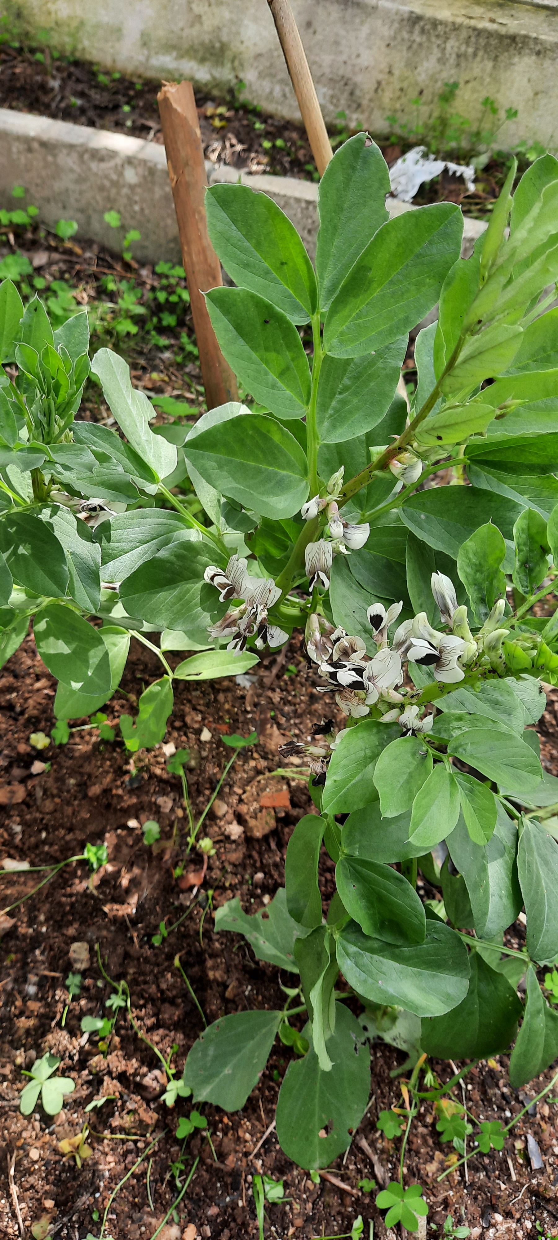 Favas