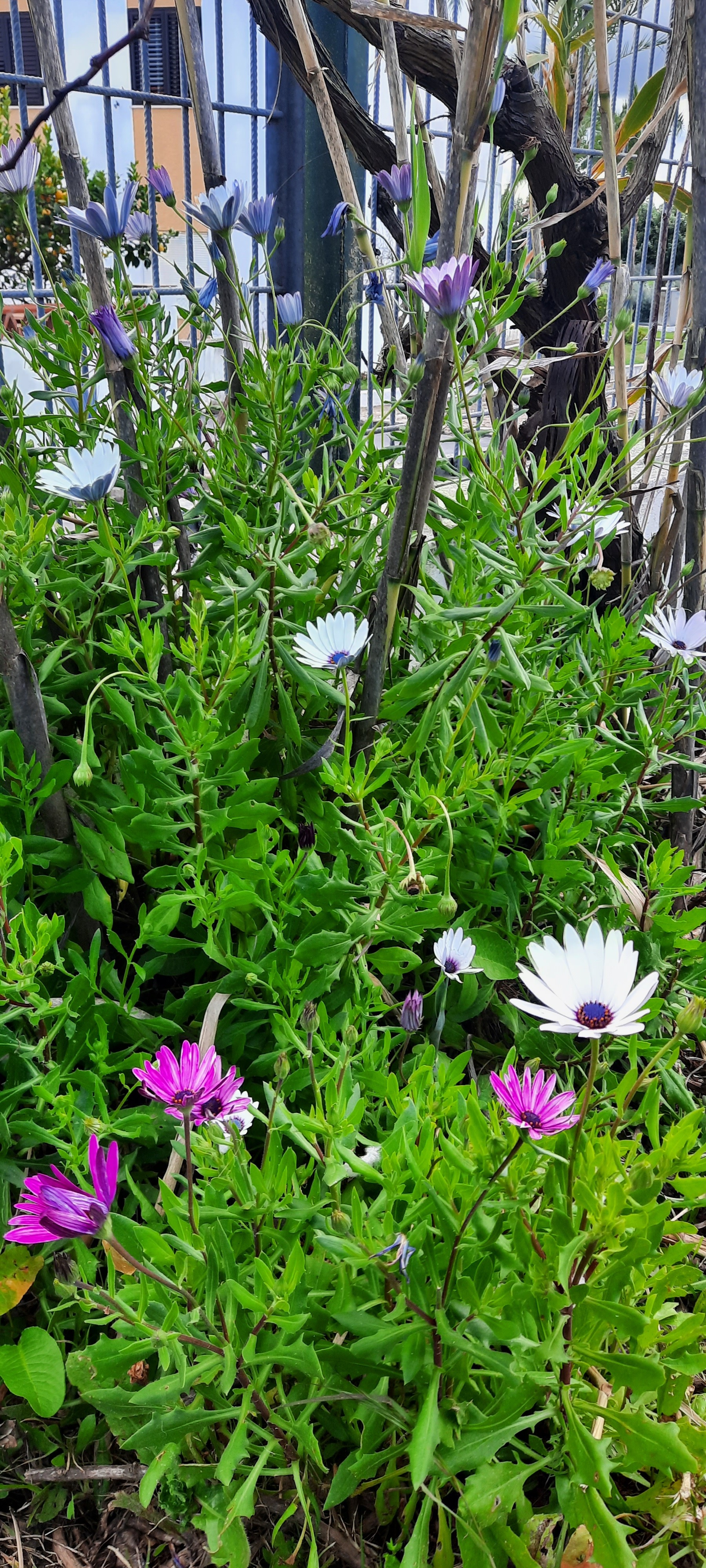 Flores