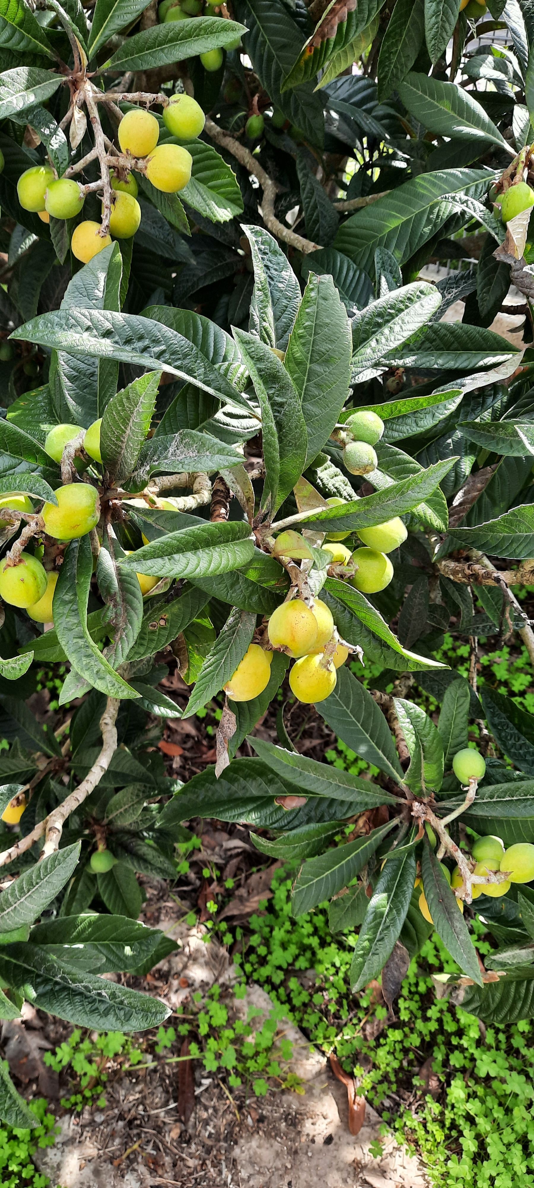 Nespereira