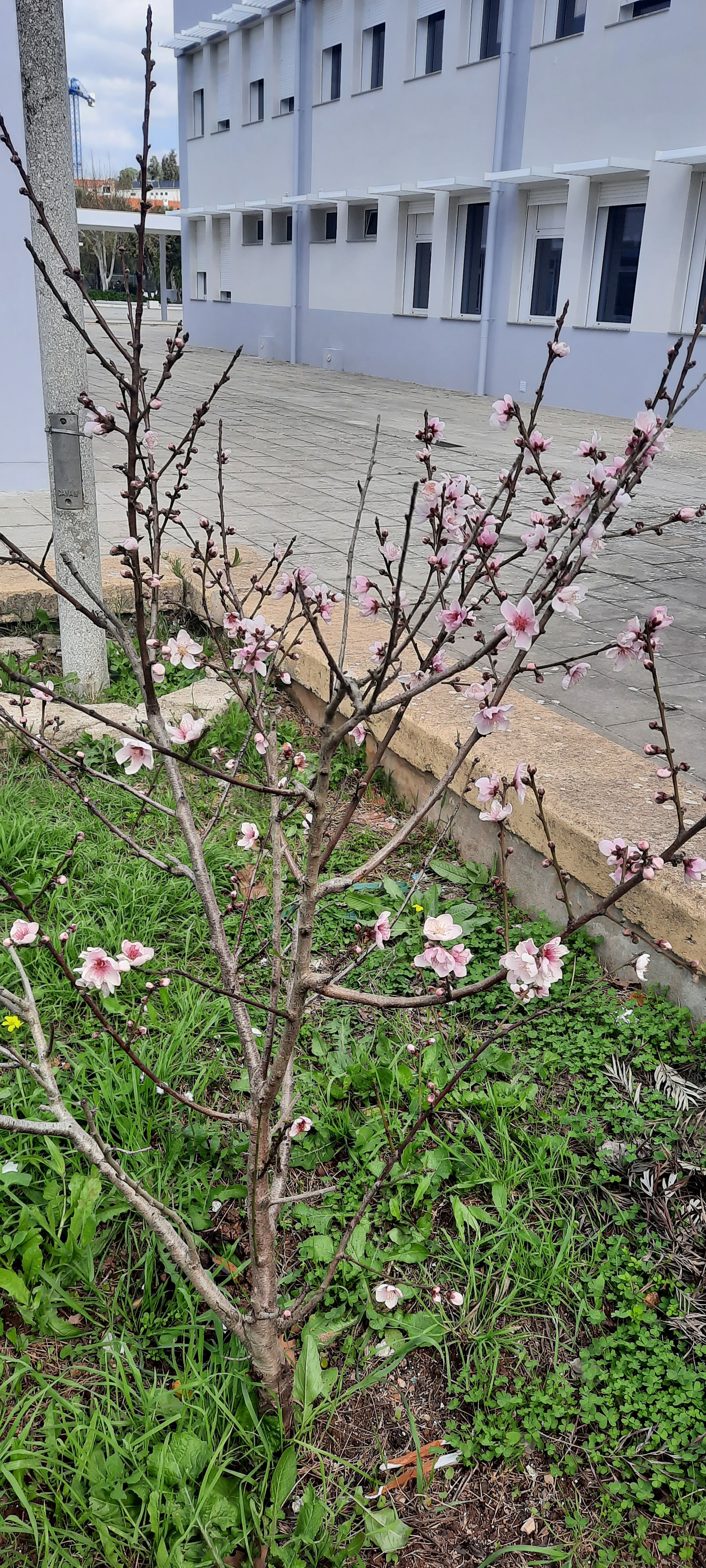 Pessegueiro em flor