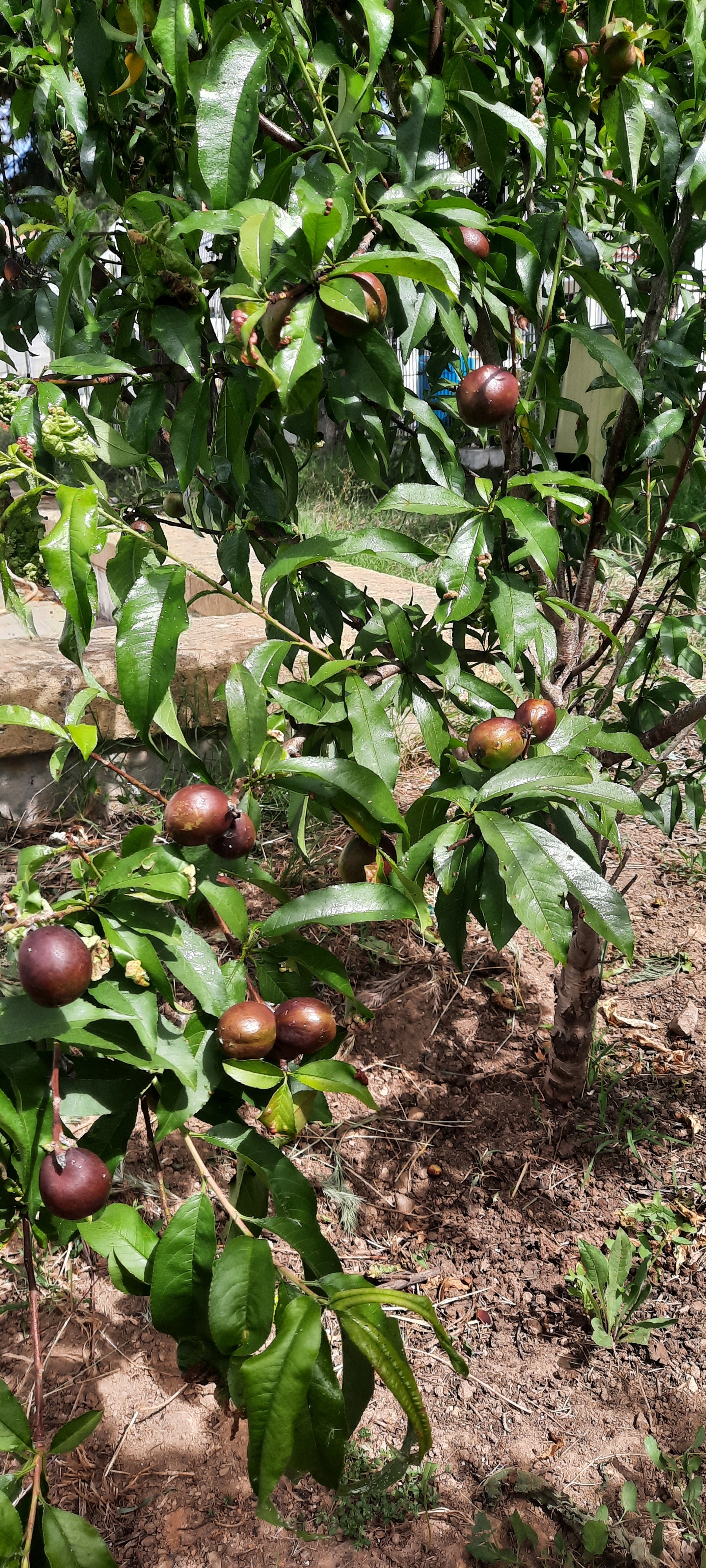 Nectarinas