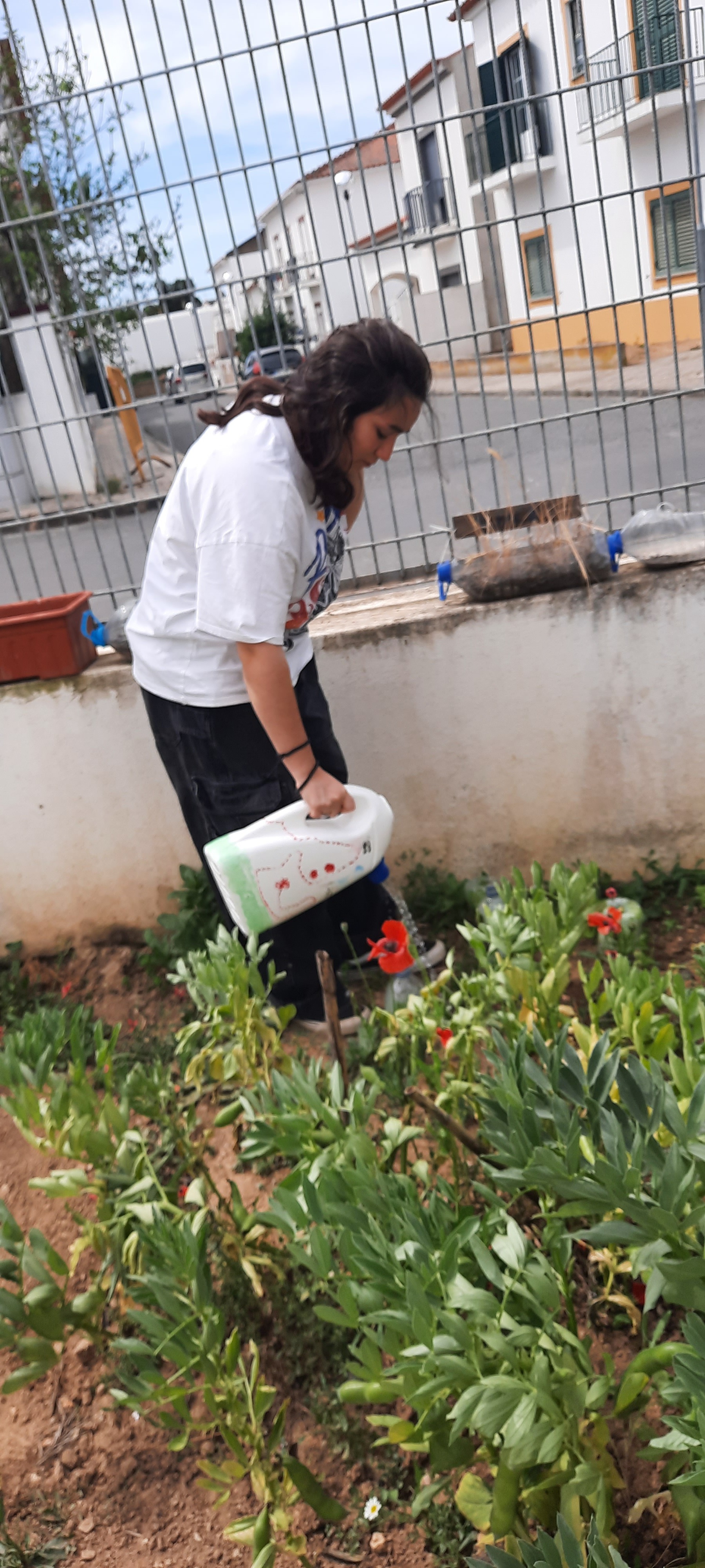 Rega de favas com regador de material reciclado