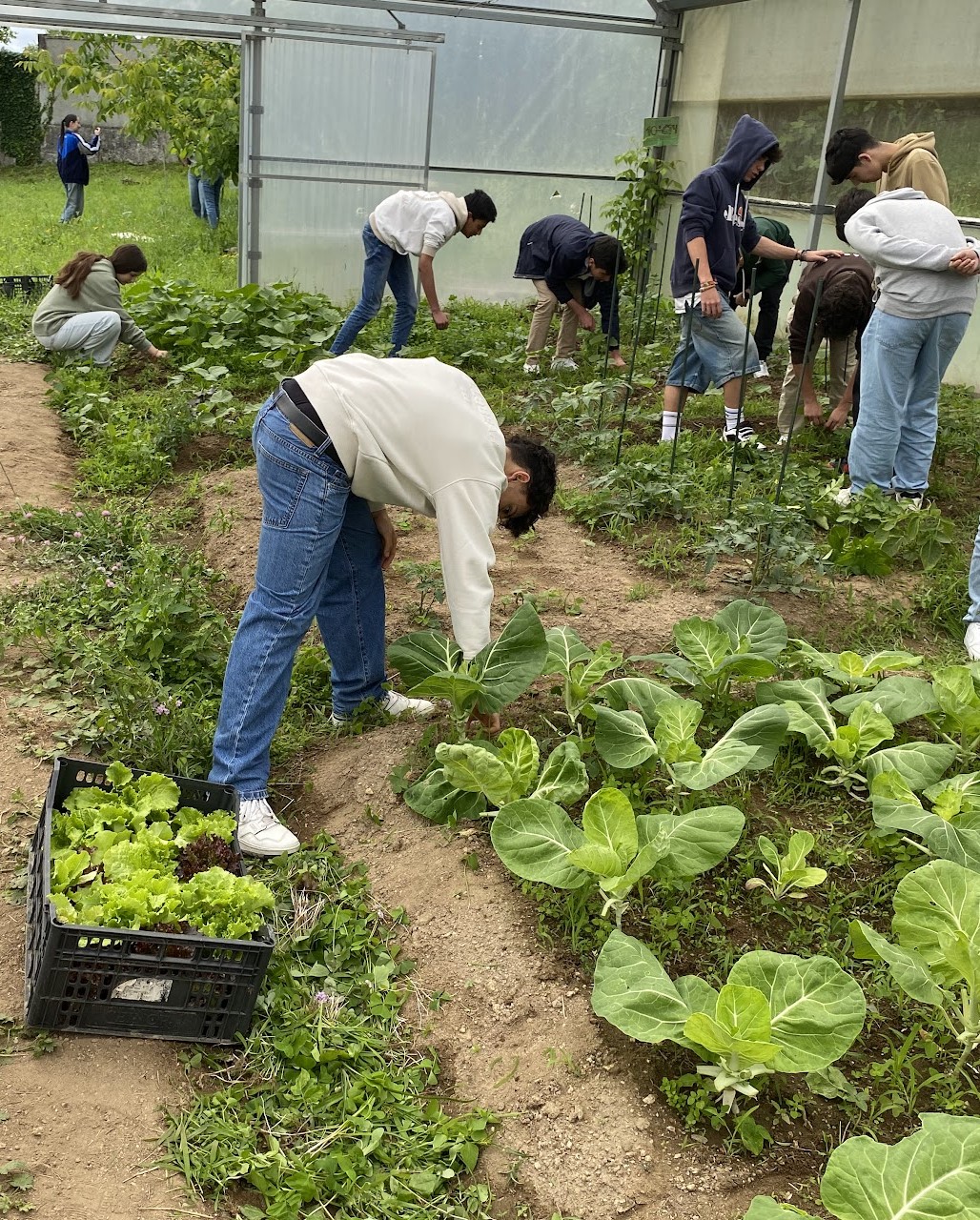 Alunos a colher alguns produtos cultivados na horta.