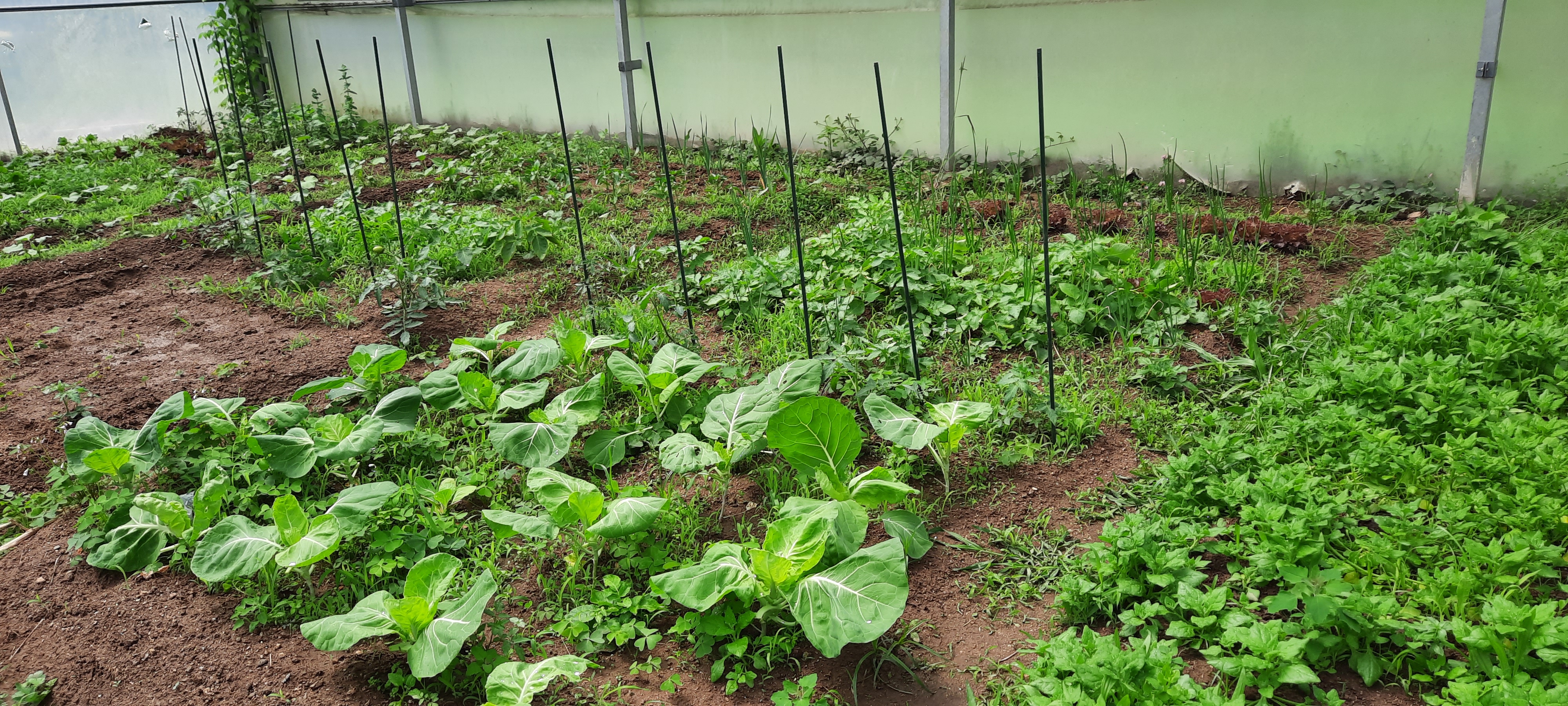 A horta com as plantas em cada um dos canteiros.