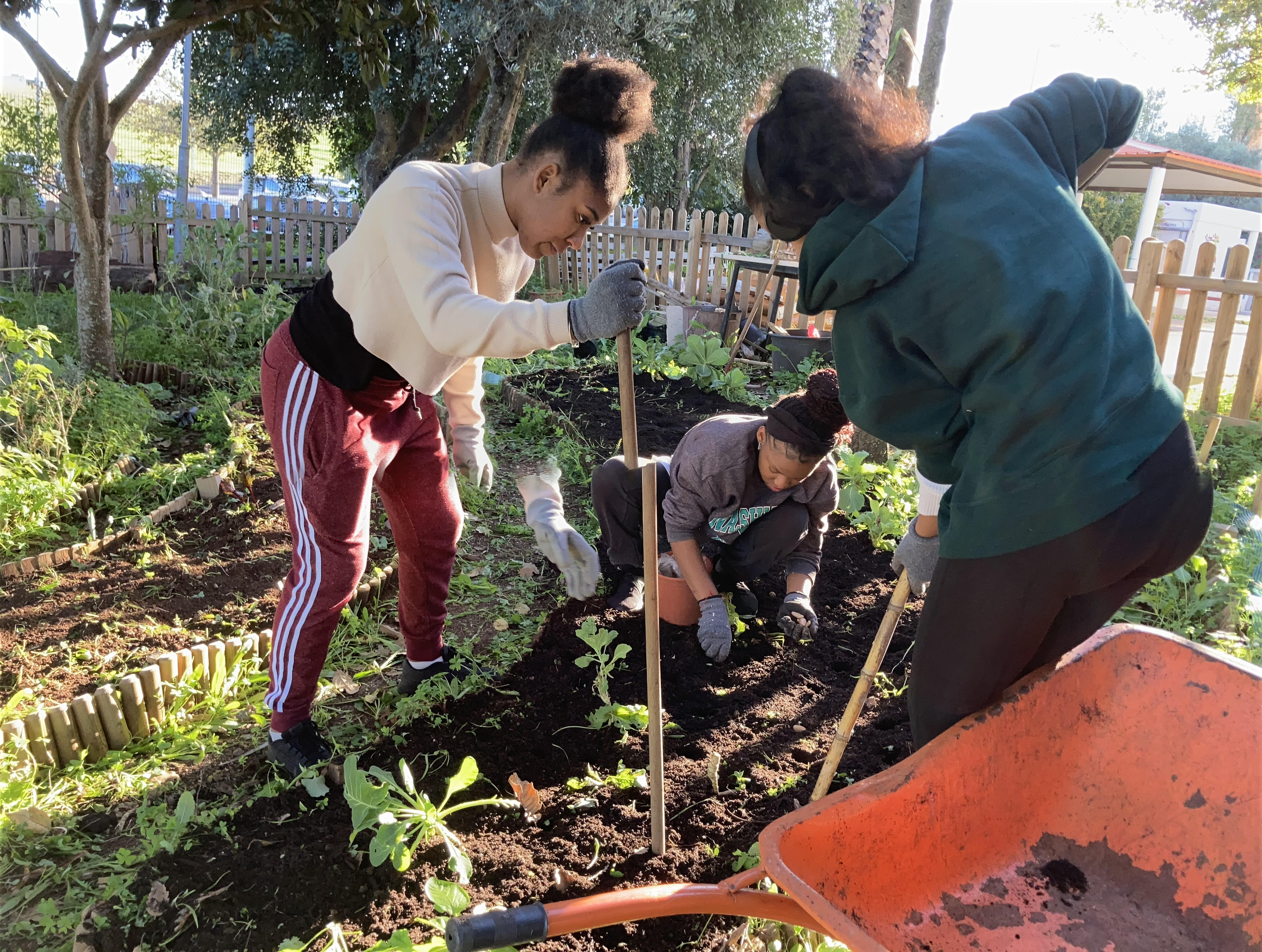 Preparação e fertilização do solo com compostagem biológica. Sementeira de favas para posterior adubação verde.