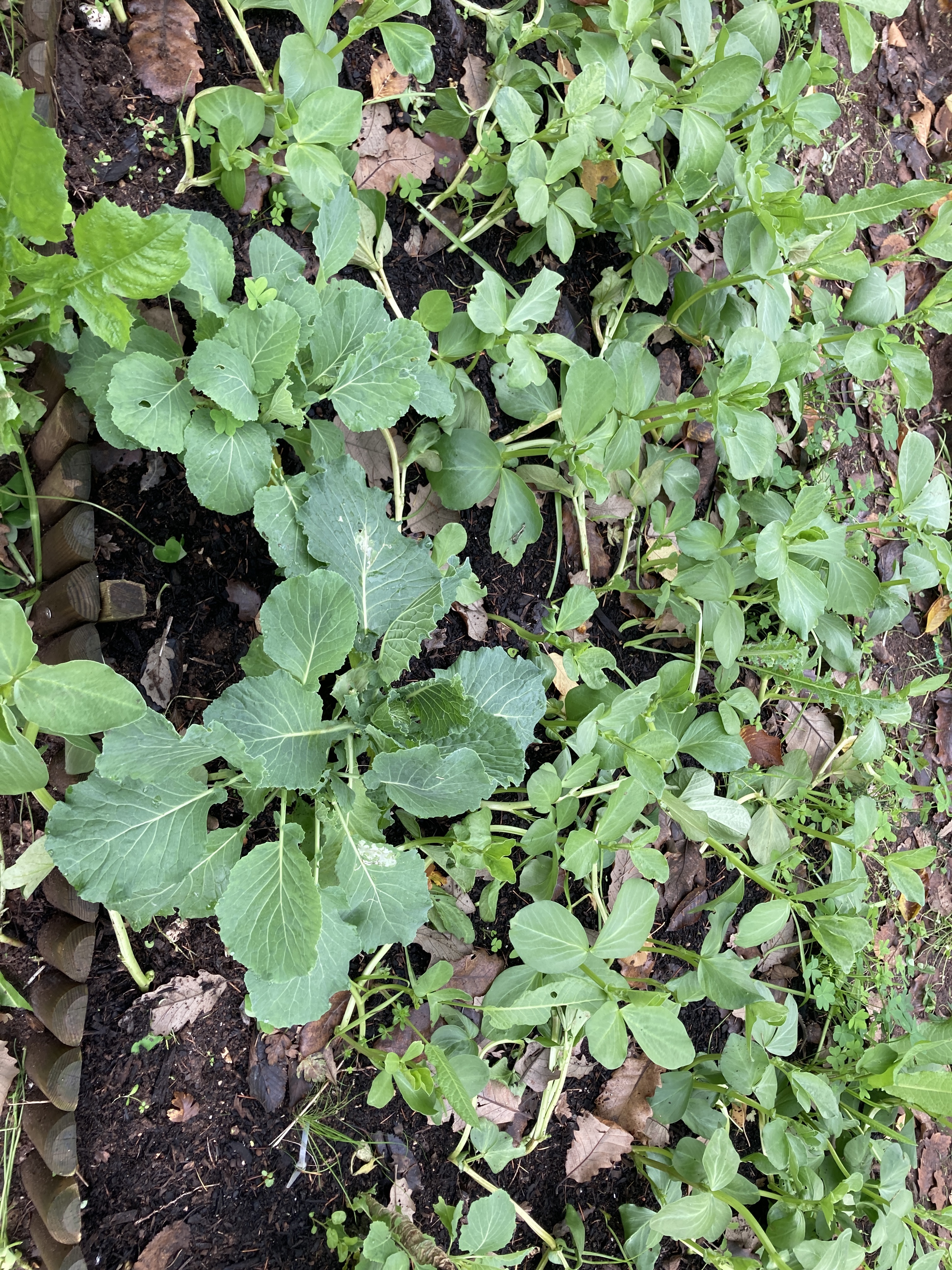 Consórcio de couves e favas .