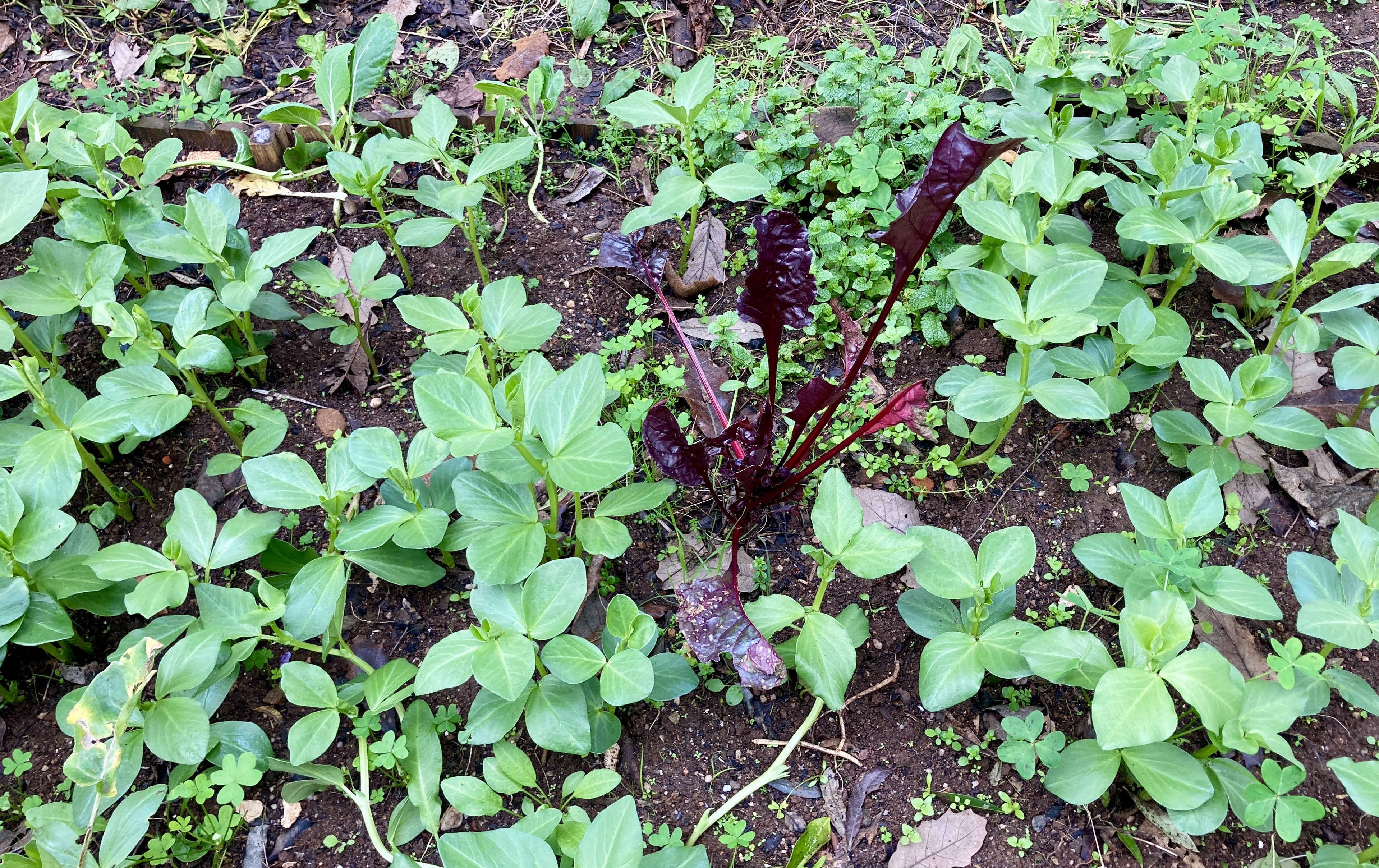 Consórcio de acelgas e favas