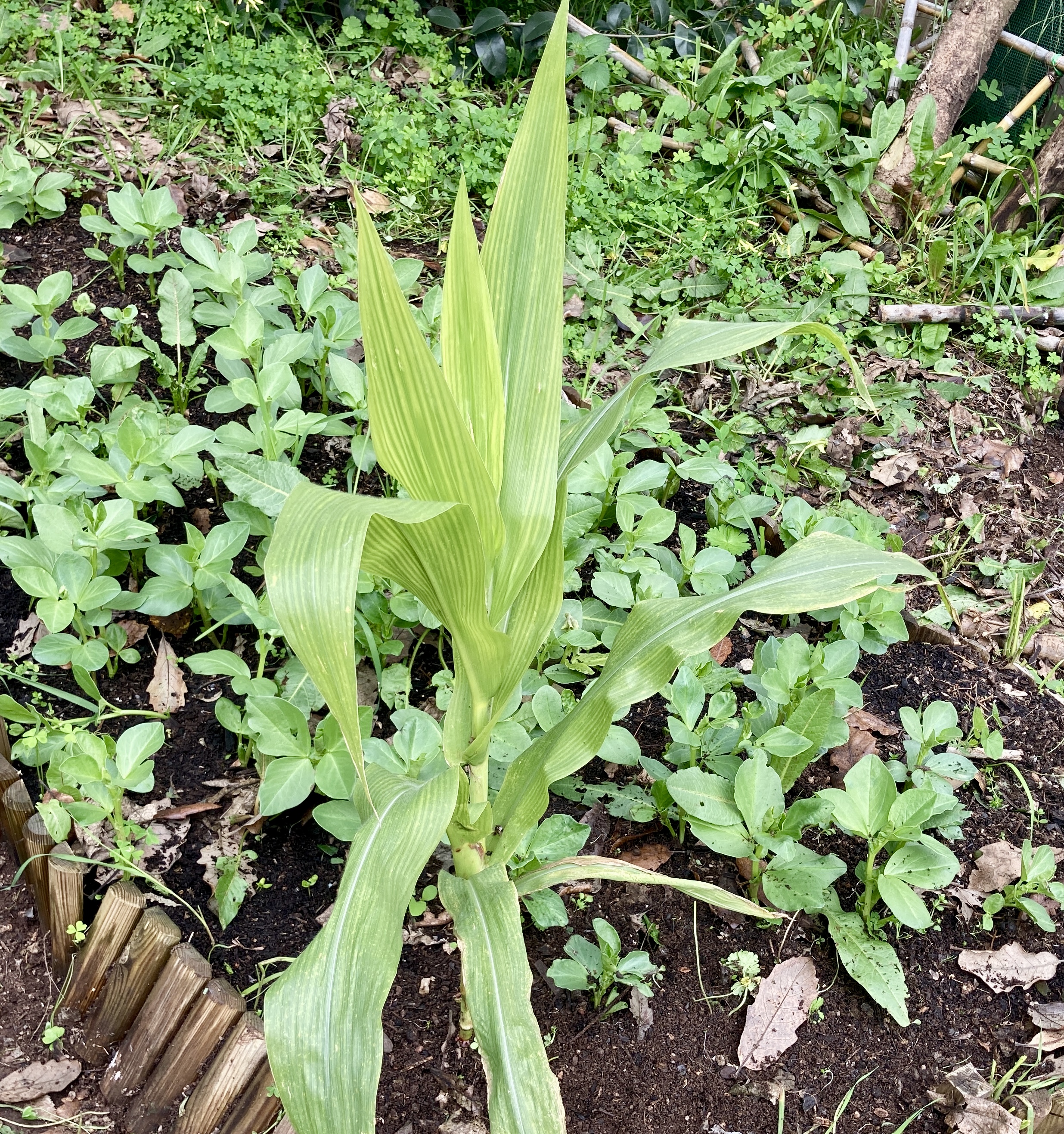 Laboratório da horta ,experiência de sementeira de favas e milho .