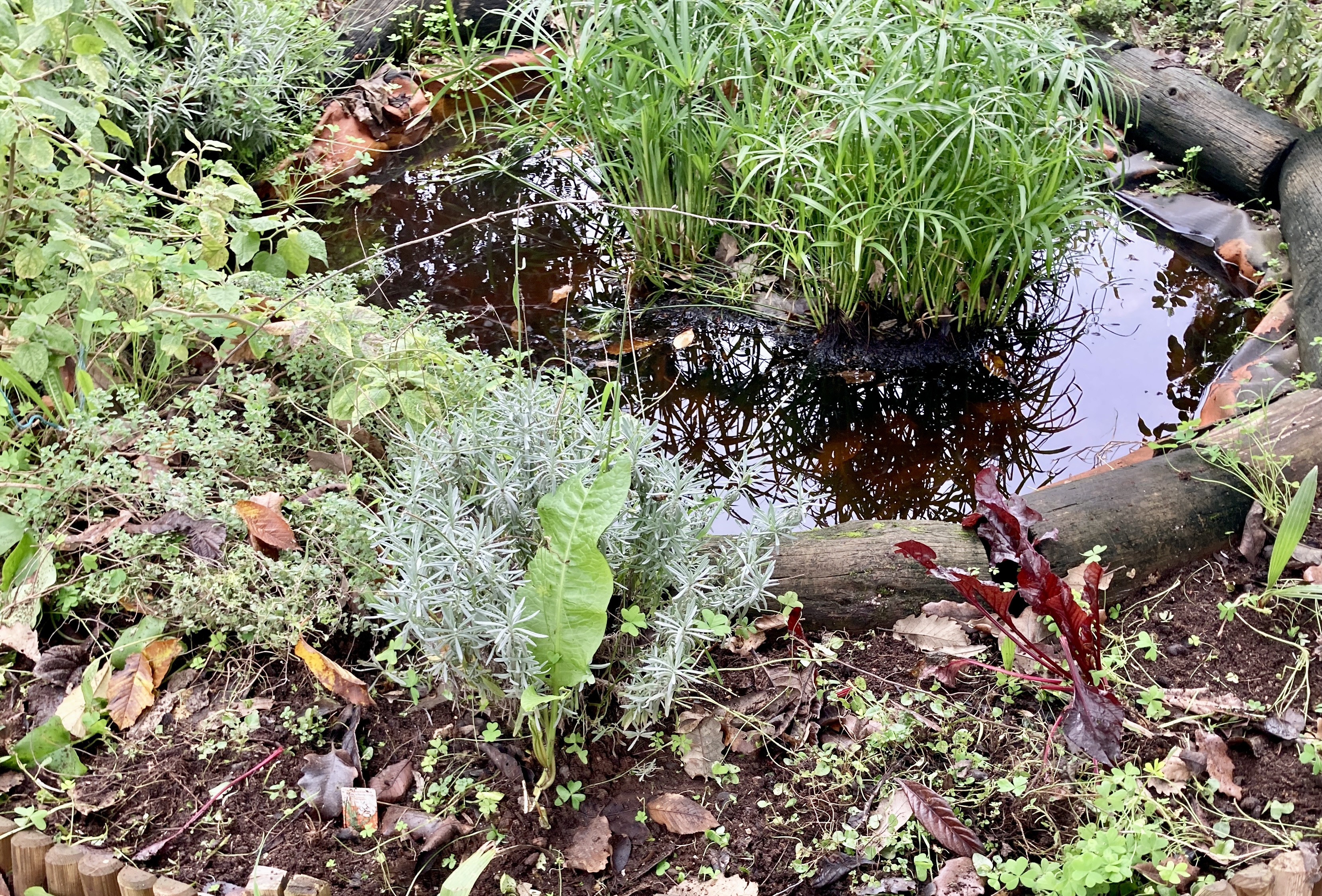 Charco e aromáticas oregãos, alfazema, tomilho e ainda fisalis, bem como acelgas.