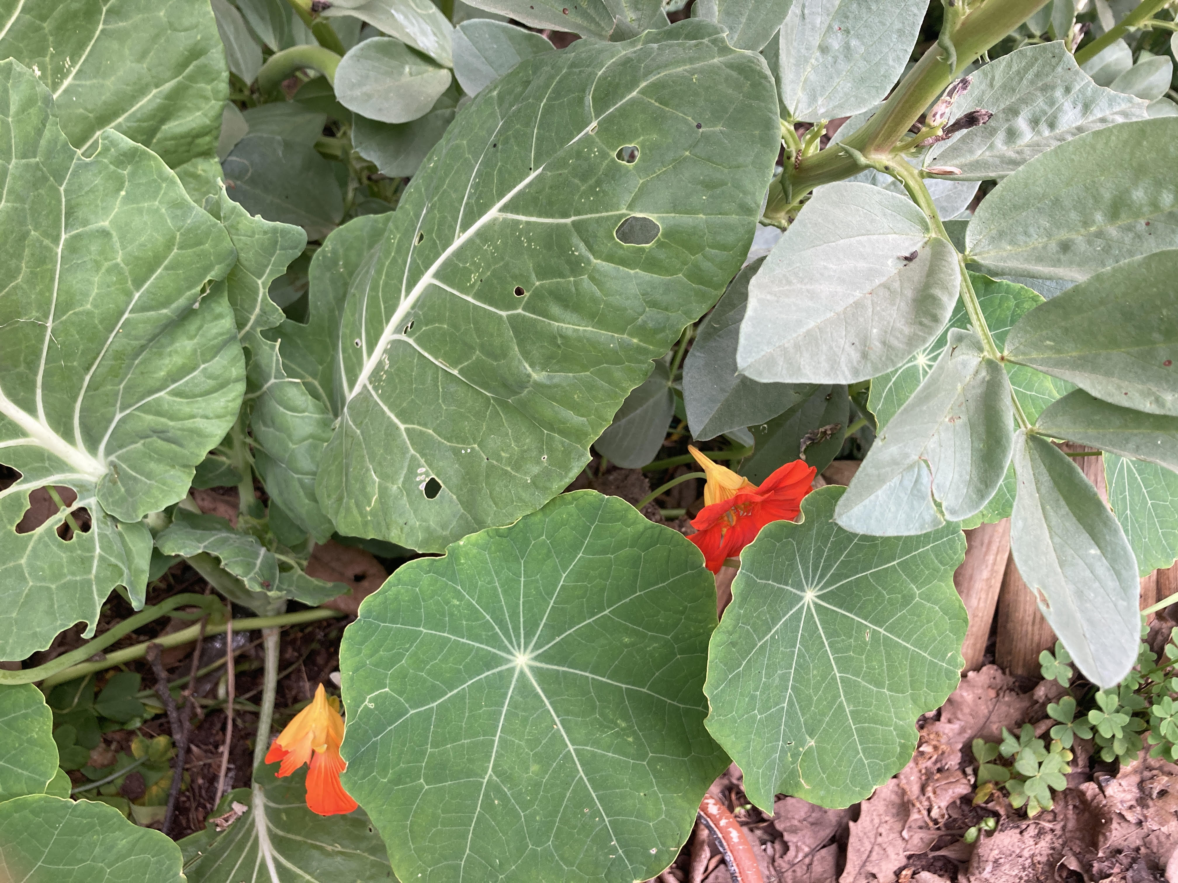 Capuchinhas couves e favas em consórcio