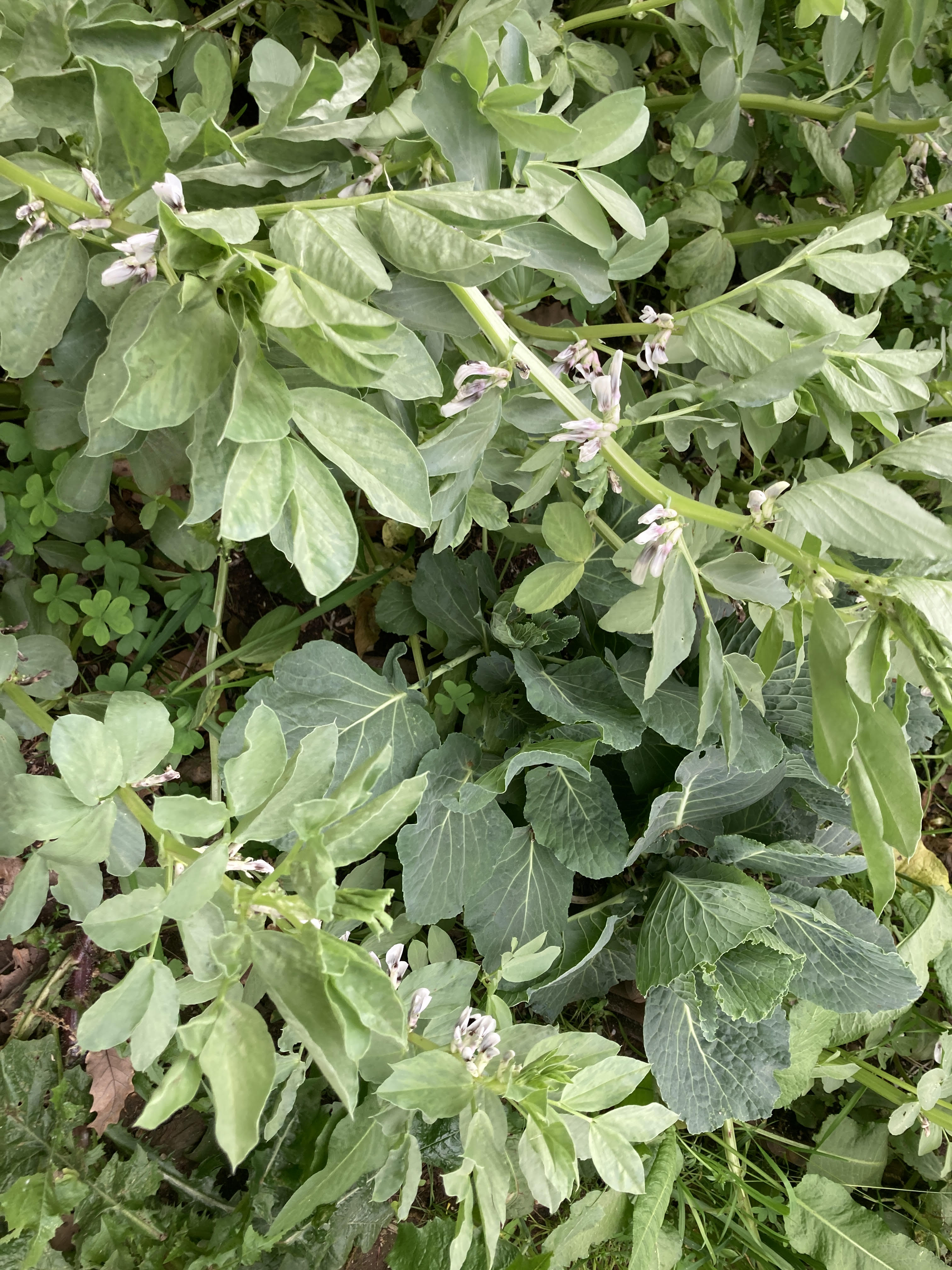 Favas para almoço comunitário e adubação verde em consórcio com repolhos.