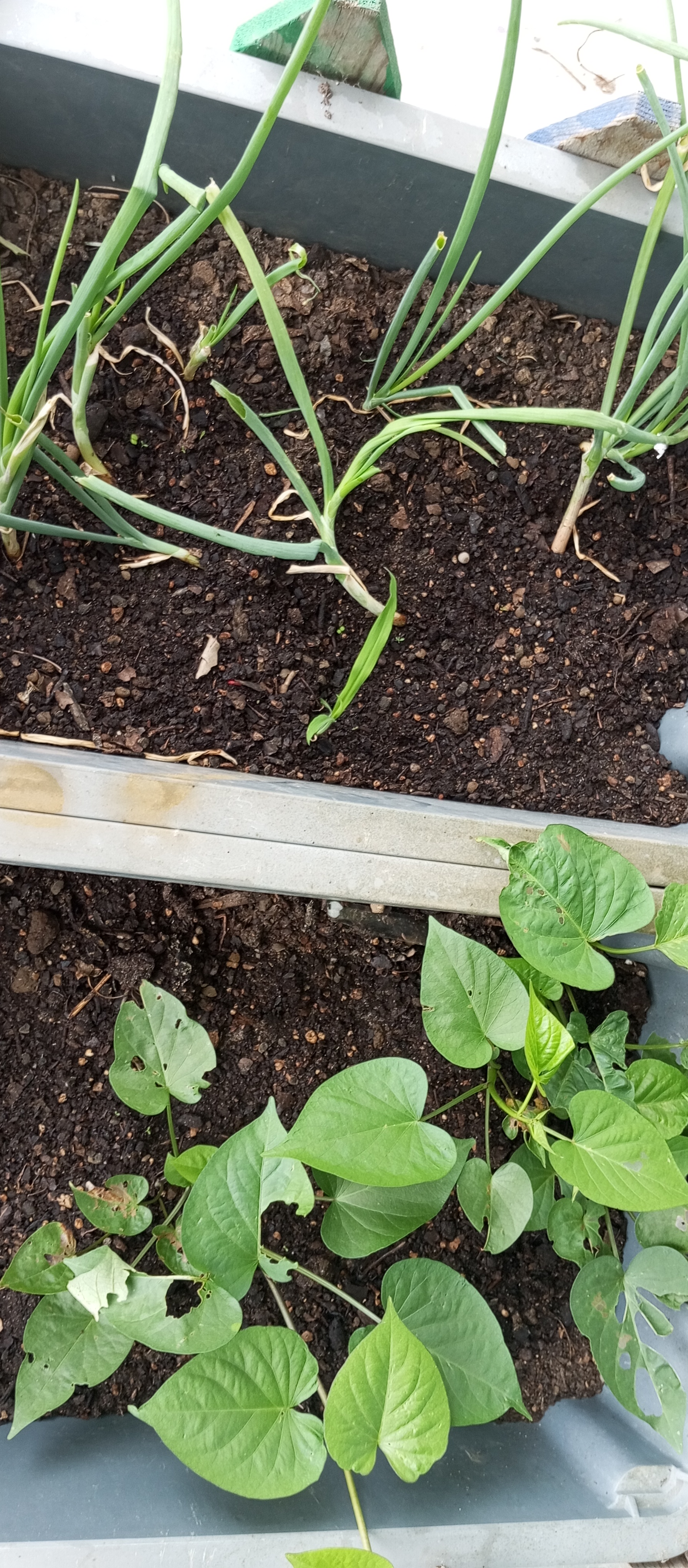 Cebolo e batata doce na horta móvel.