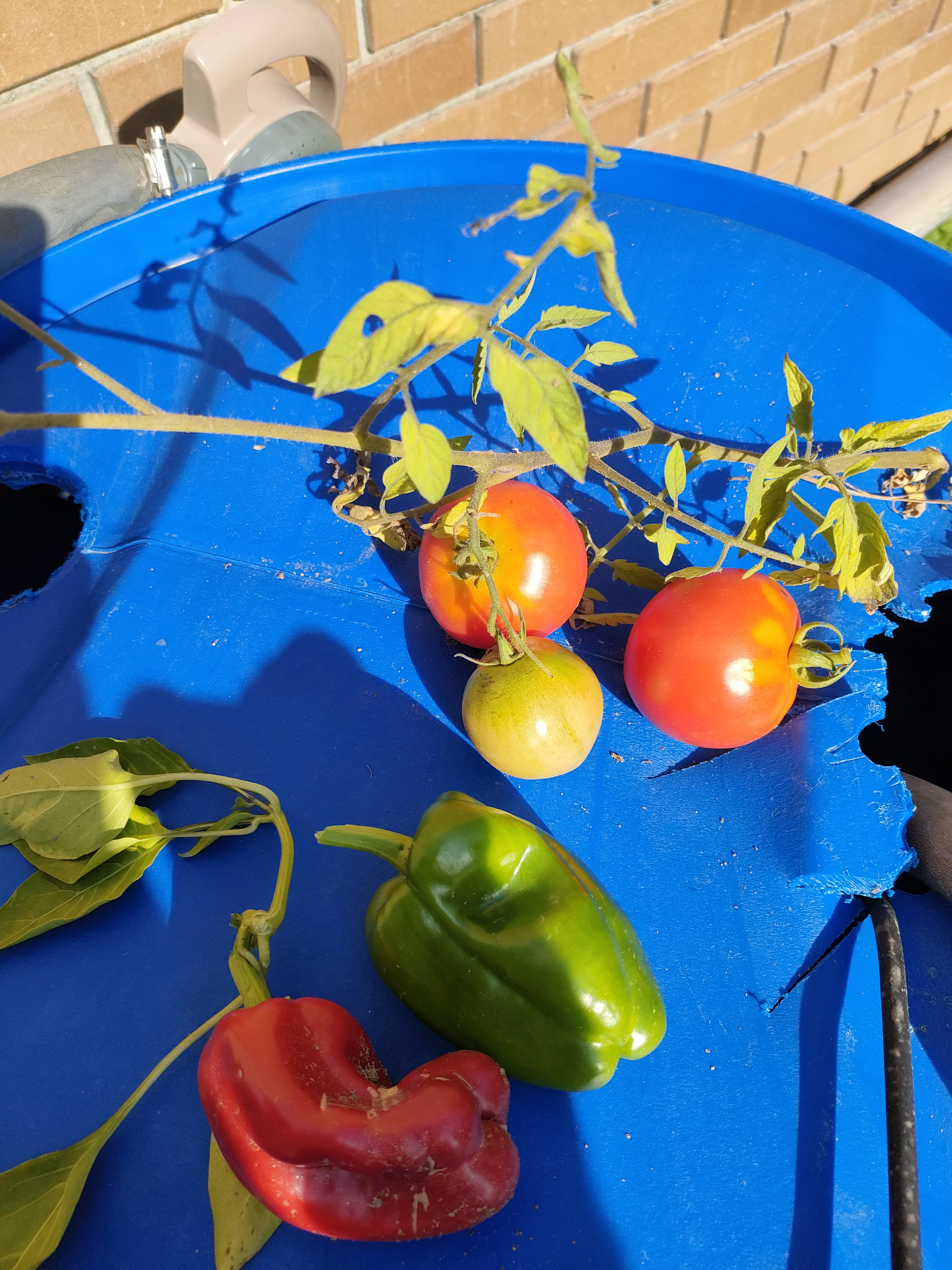 Preparação dos produtos para a feira na escola.