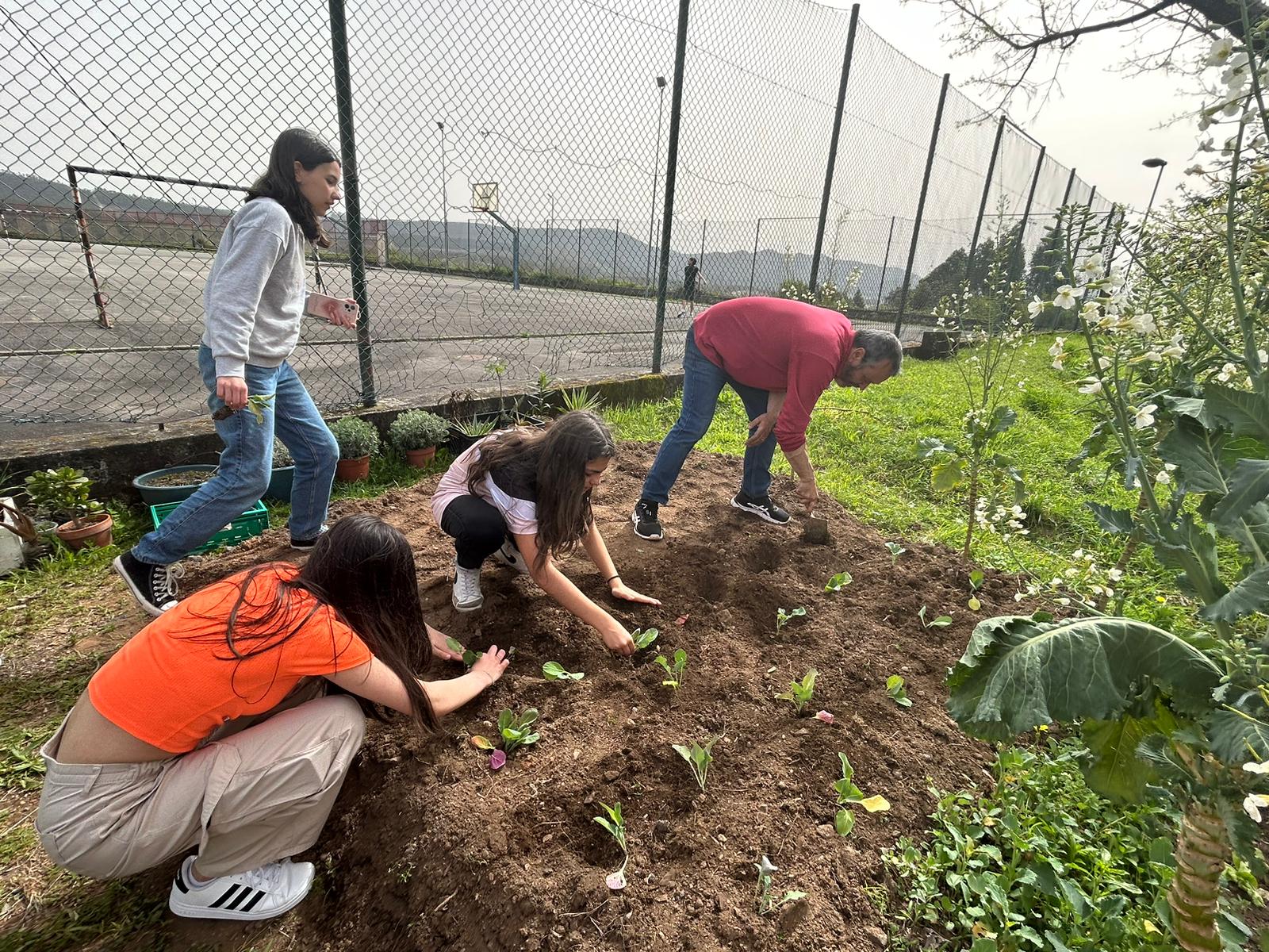 Plantação de couves efetuada por alunos do 8º ano.