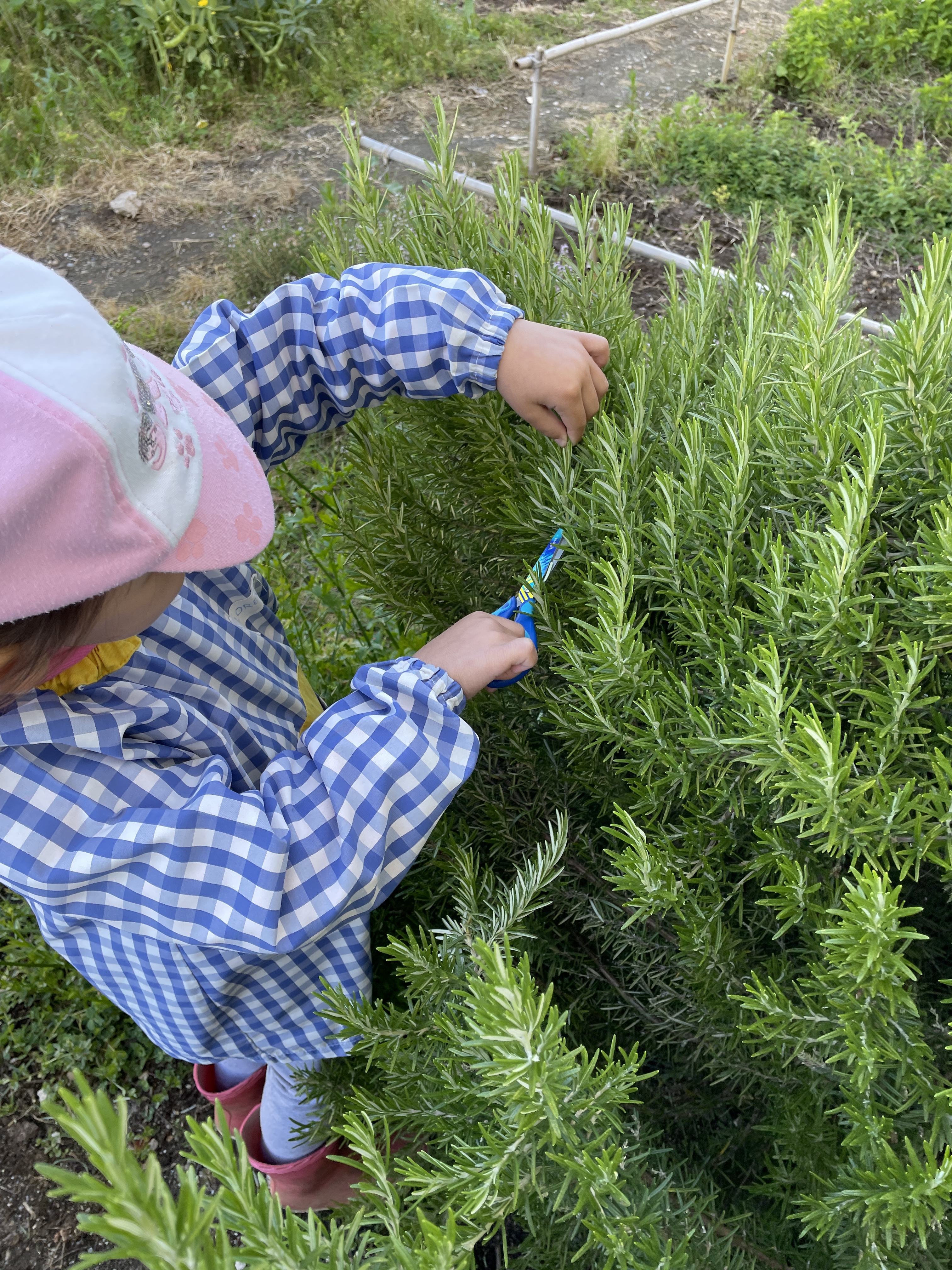 Colheitas de ervas aromáticas para a confeção das ementas escolares