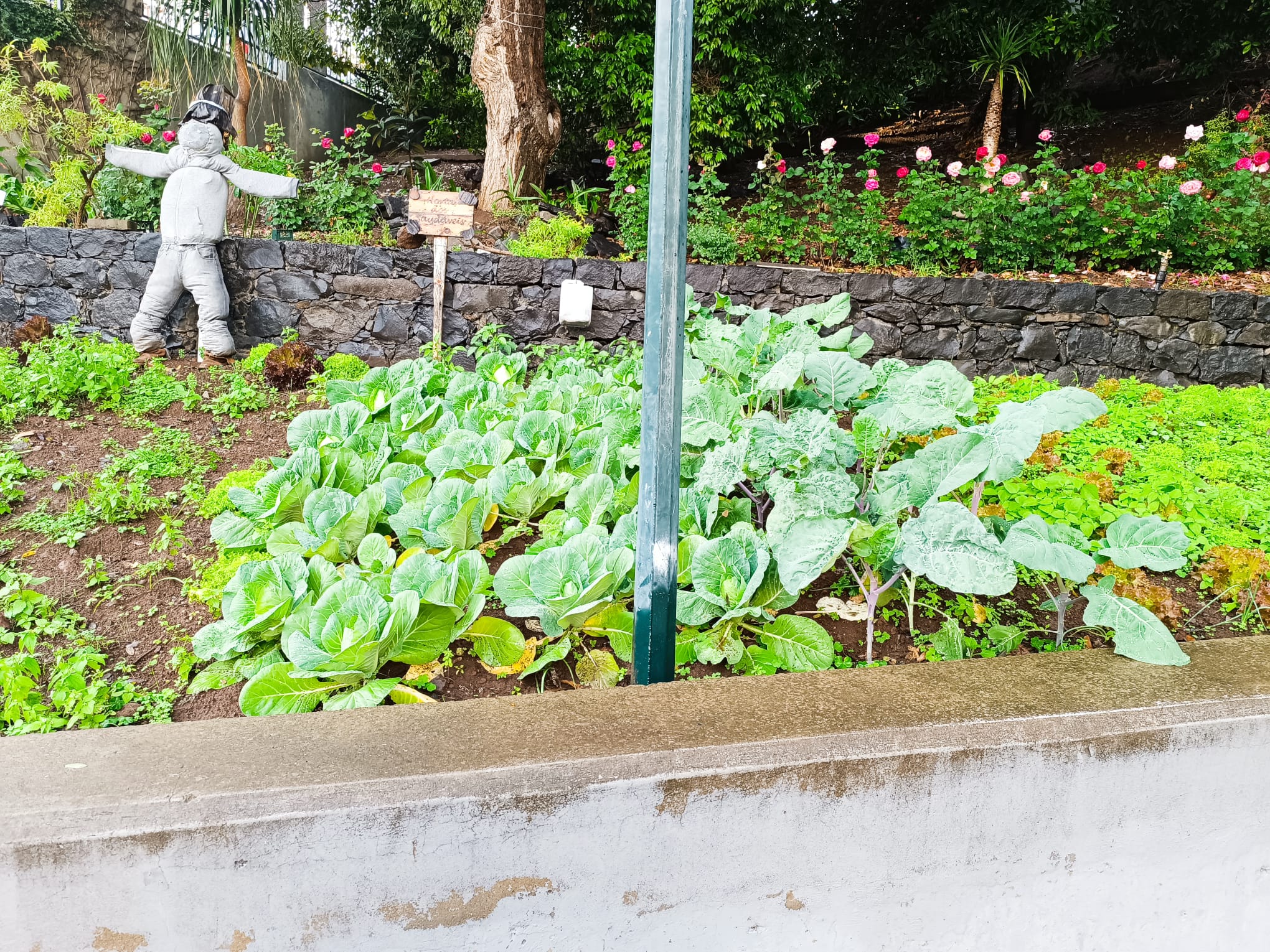 Alface, couve de olho e de todos os dias plantadas em outubro.