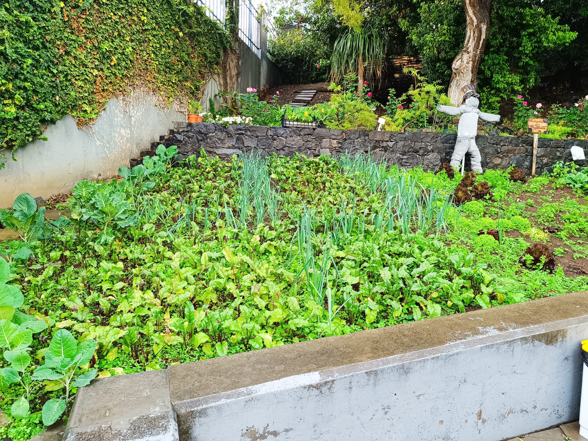Beterrabas, alho francês e couve de todos os dias plantadas em outubro.
