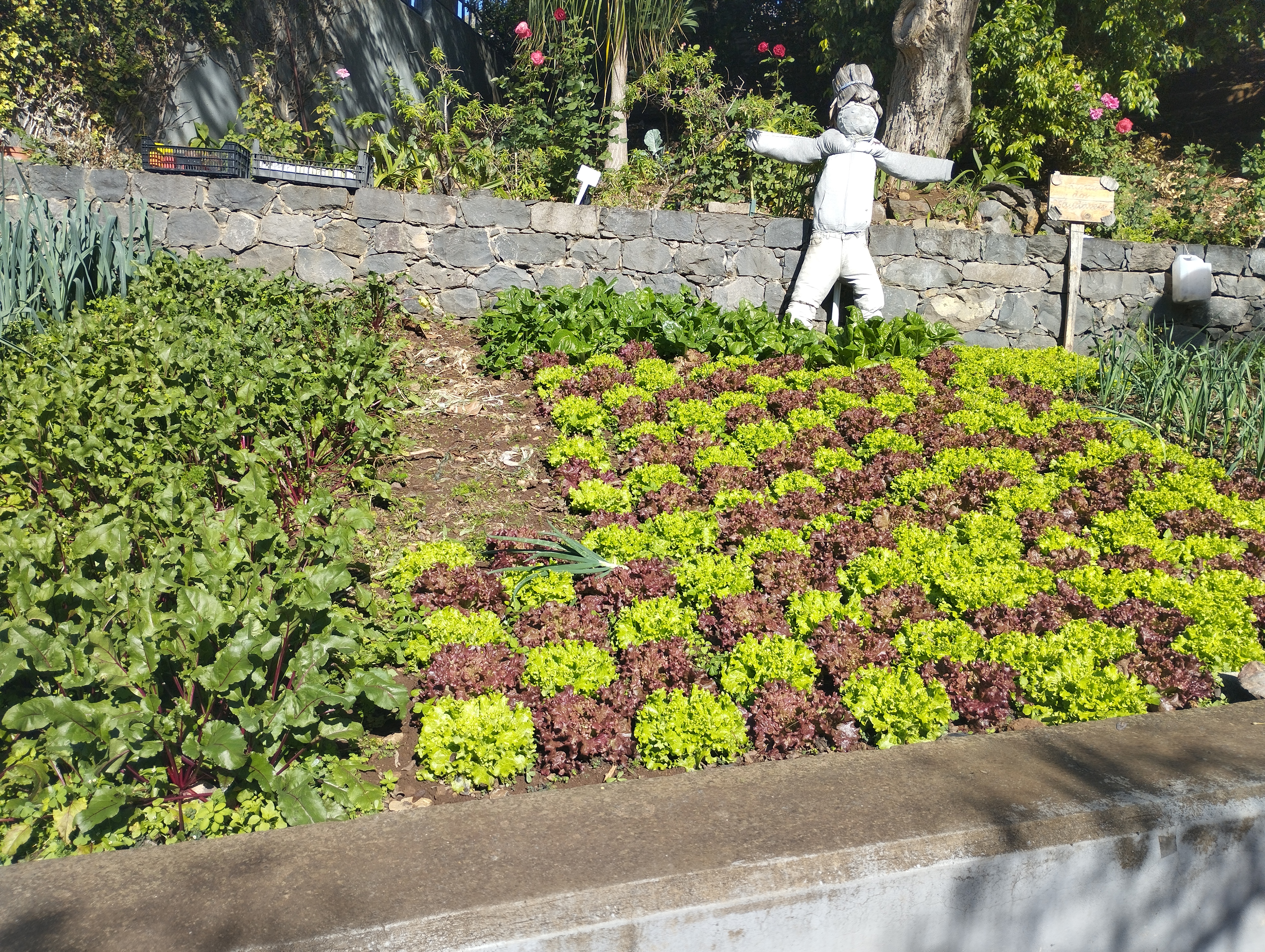 Alfaces e acelgas plantadas em dezembro.