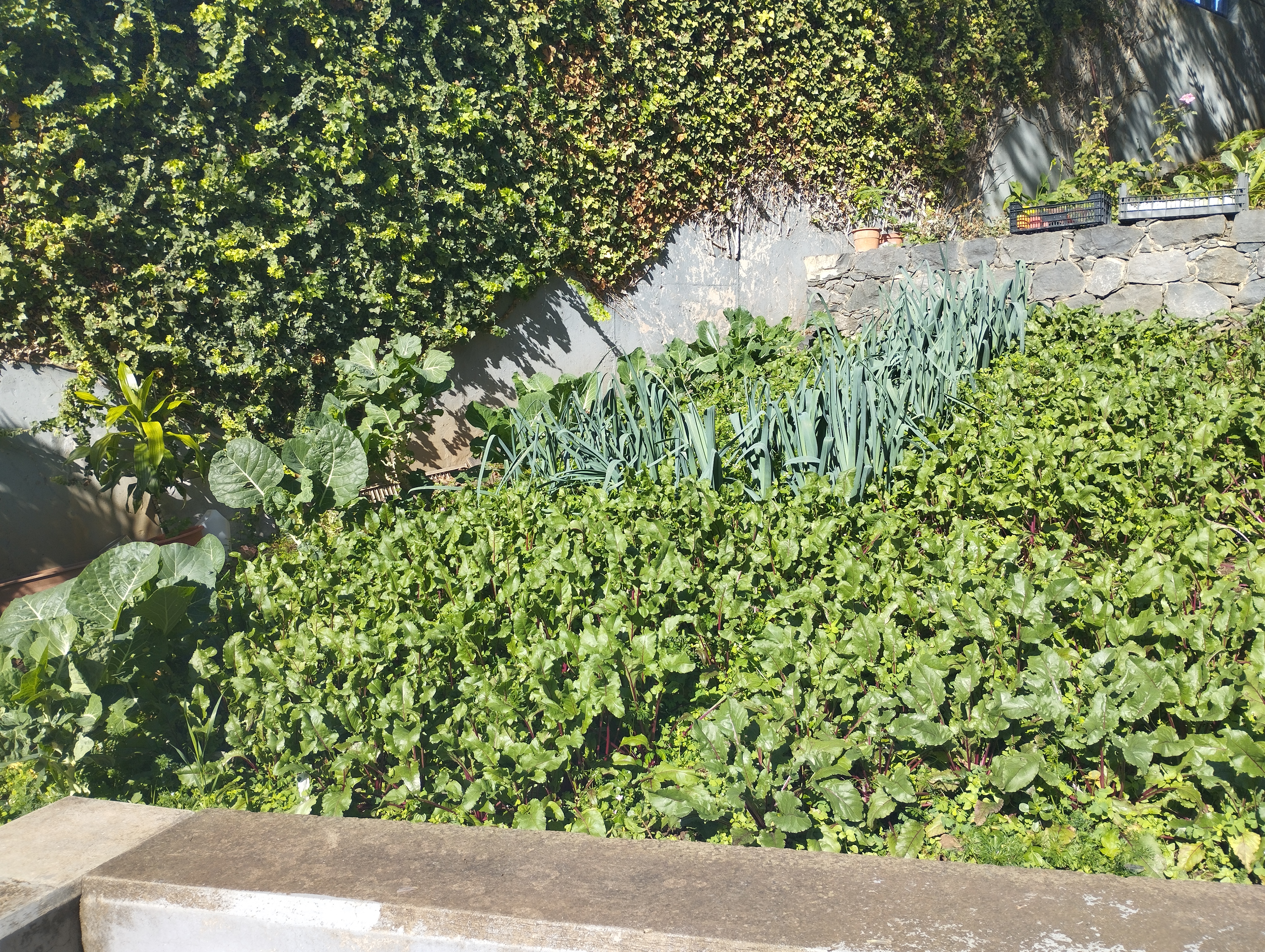 Beterrabas, alho francês e couve de todos os dias plantadas em outubro.