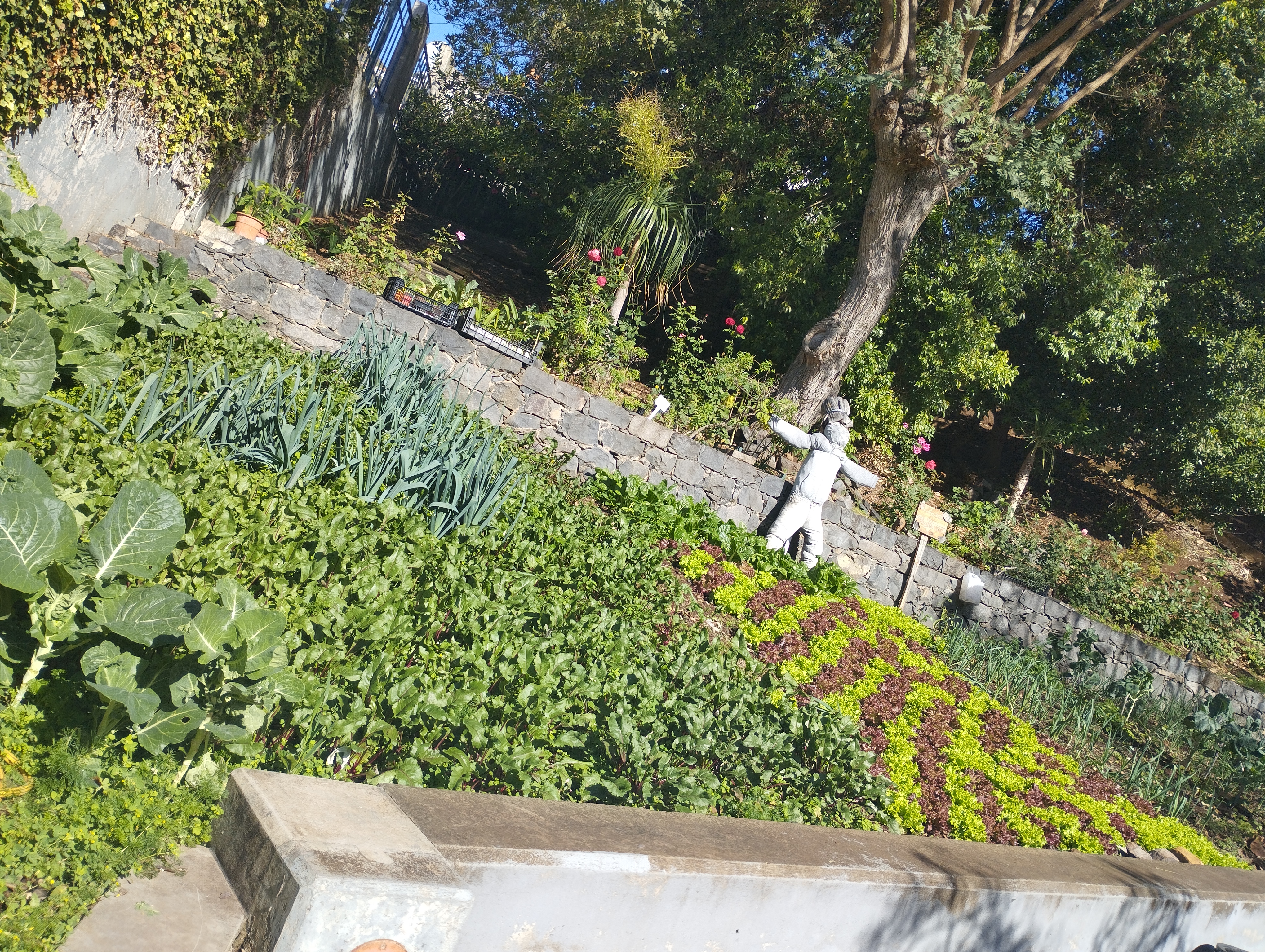 Beterrabas, alho francês e couve de todos os dias plantadas em outubro. Alfaces, alho françês e acelgas plantadas em dezembro.