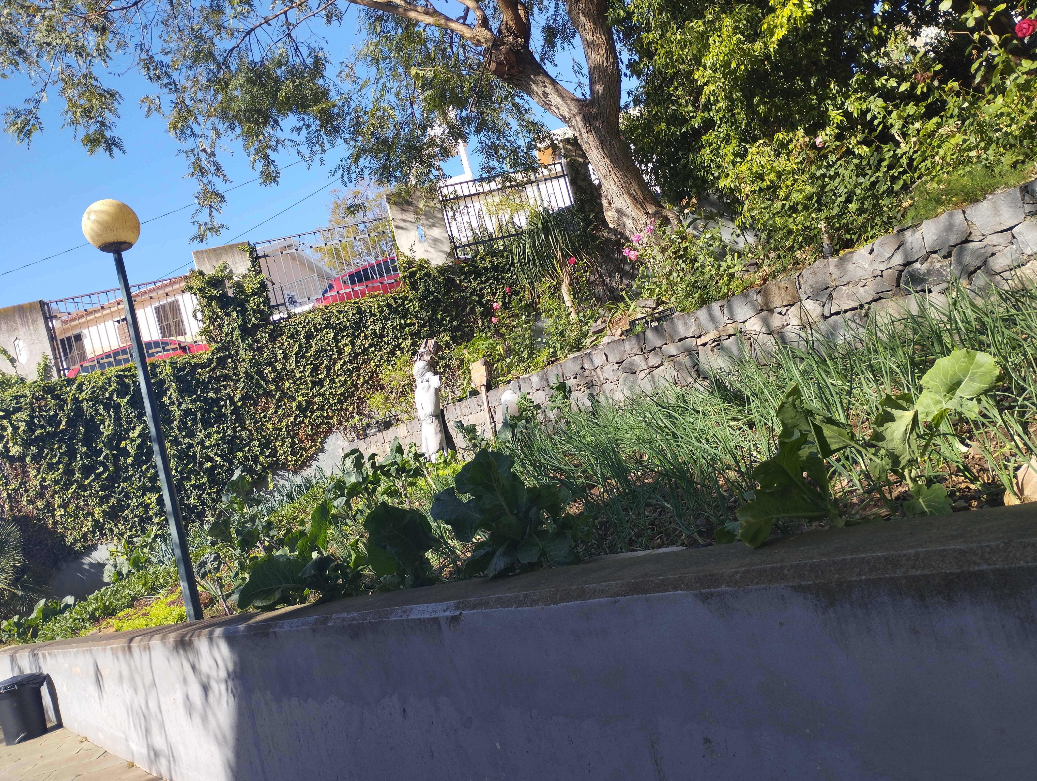 Cebolinho cultivado em fevereiro e couve de todos os dias plantadas em outubro.