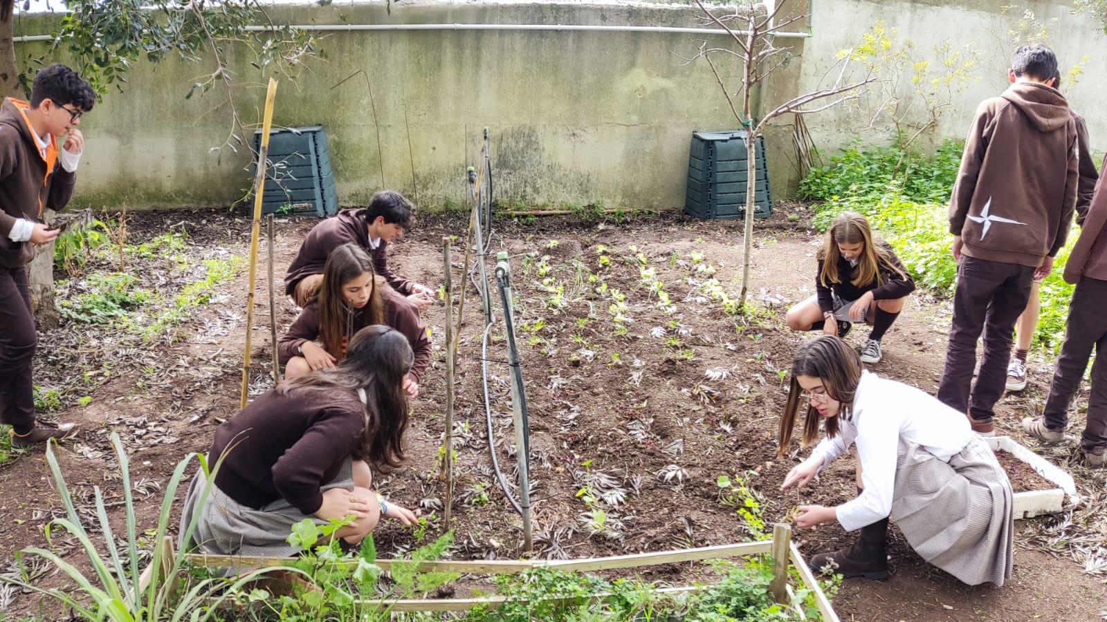 Os alunos a plantar as alfaces, tendo cuidado com o espaçamento entre as mesmas.