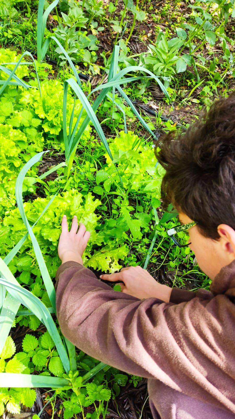 Com muita atenção, detetamos piolhos nas favas.