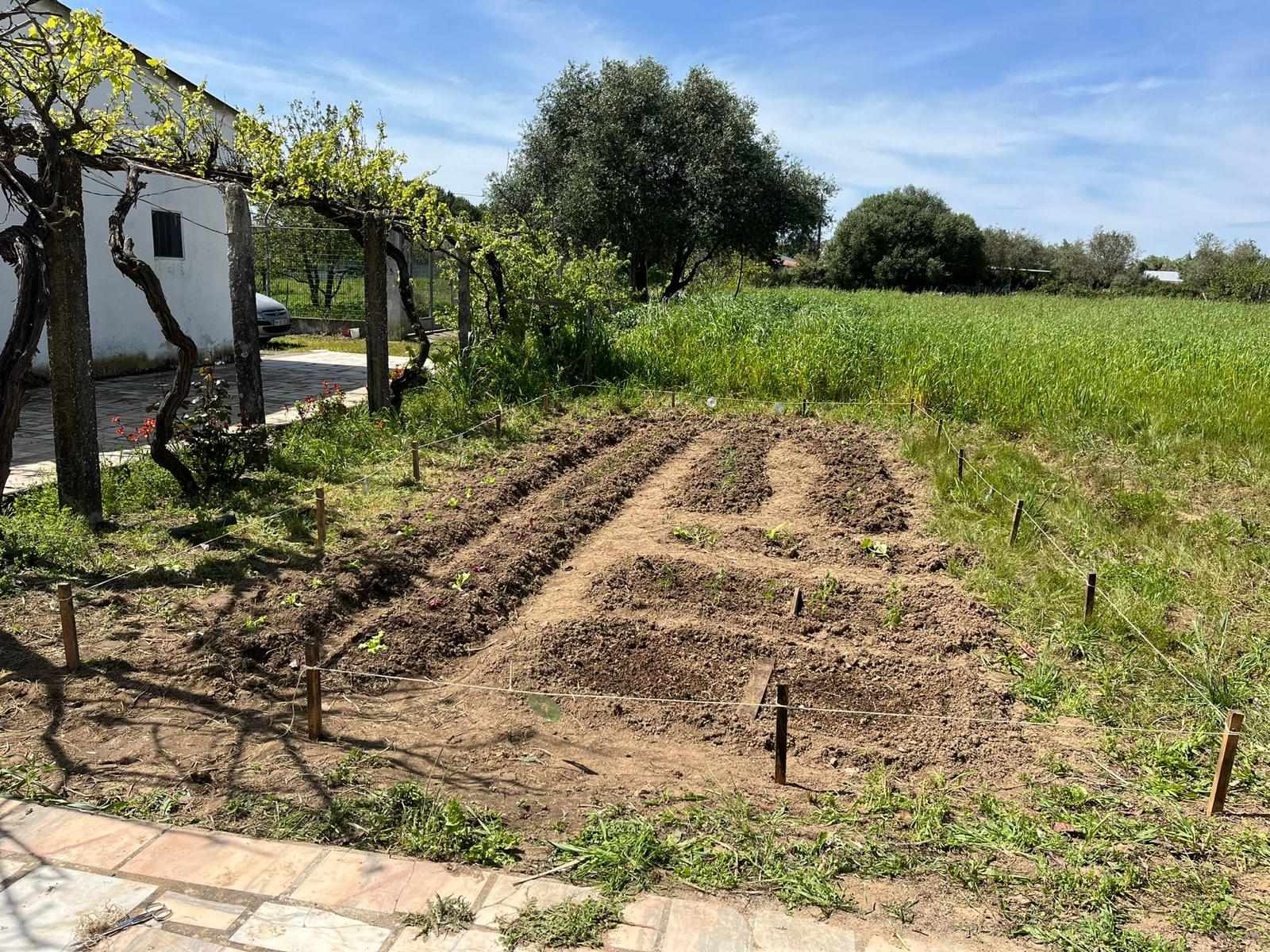 Plantação na terra
