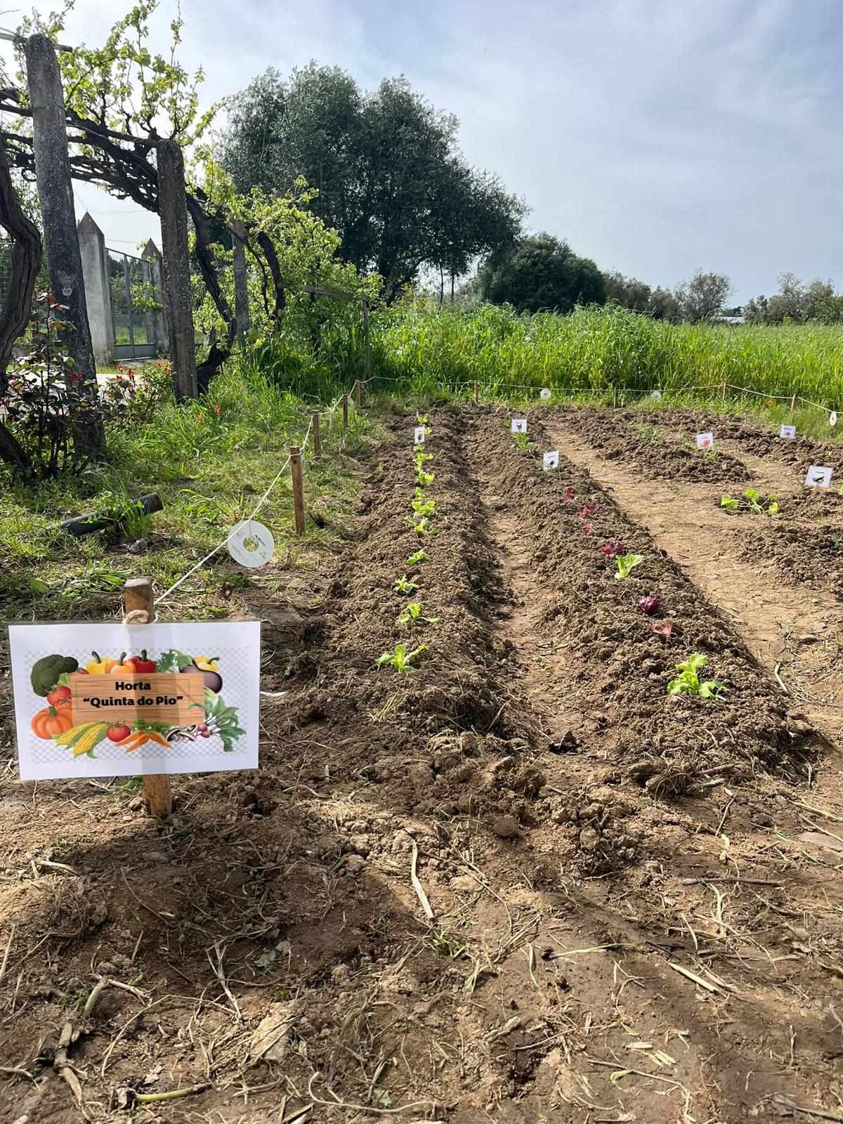 As plantações começam a surgir