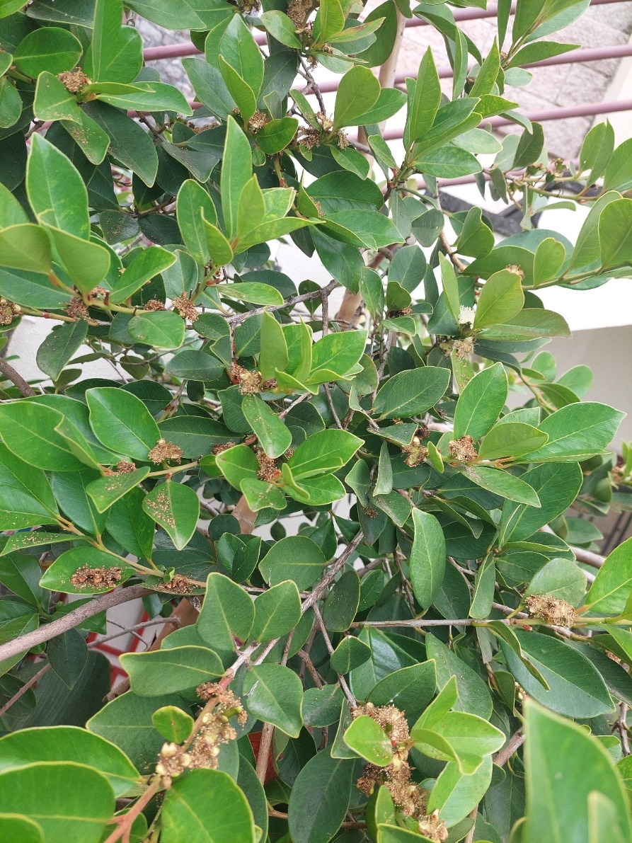 goiabeira em flor