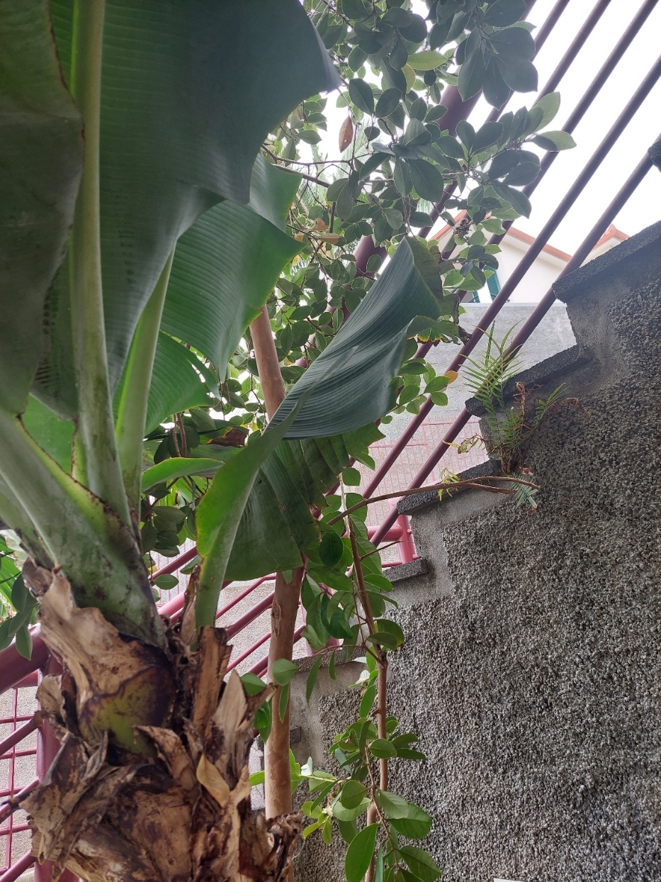 bananeira