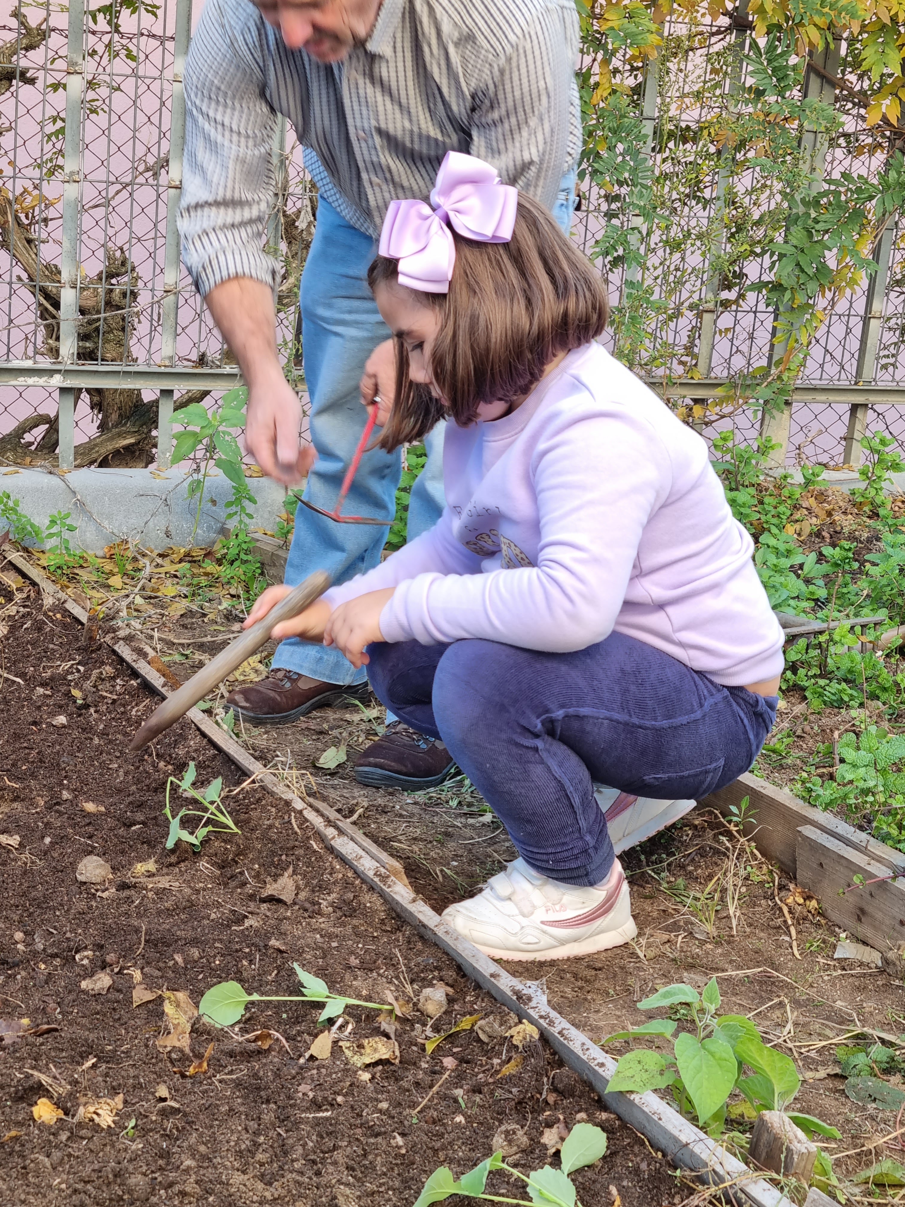 Uma aluna a semear uma fava para a plantação do faval.