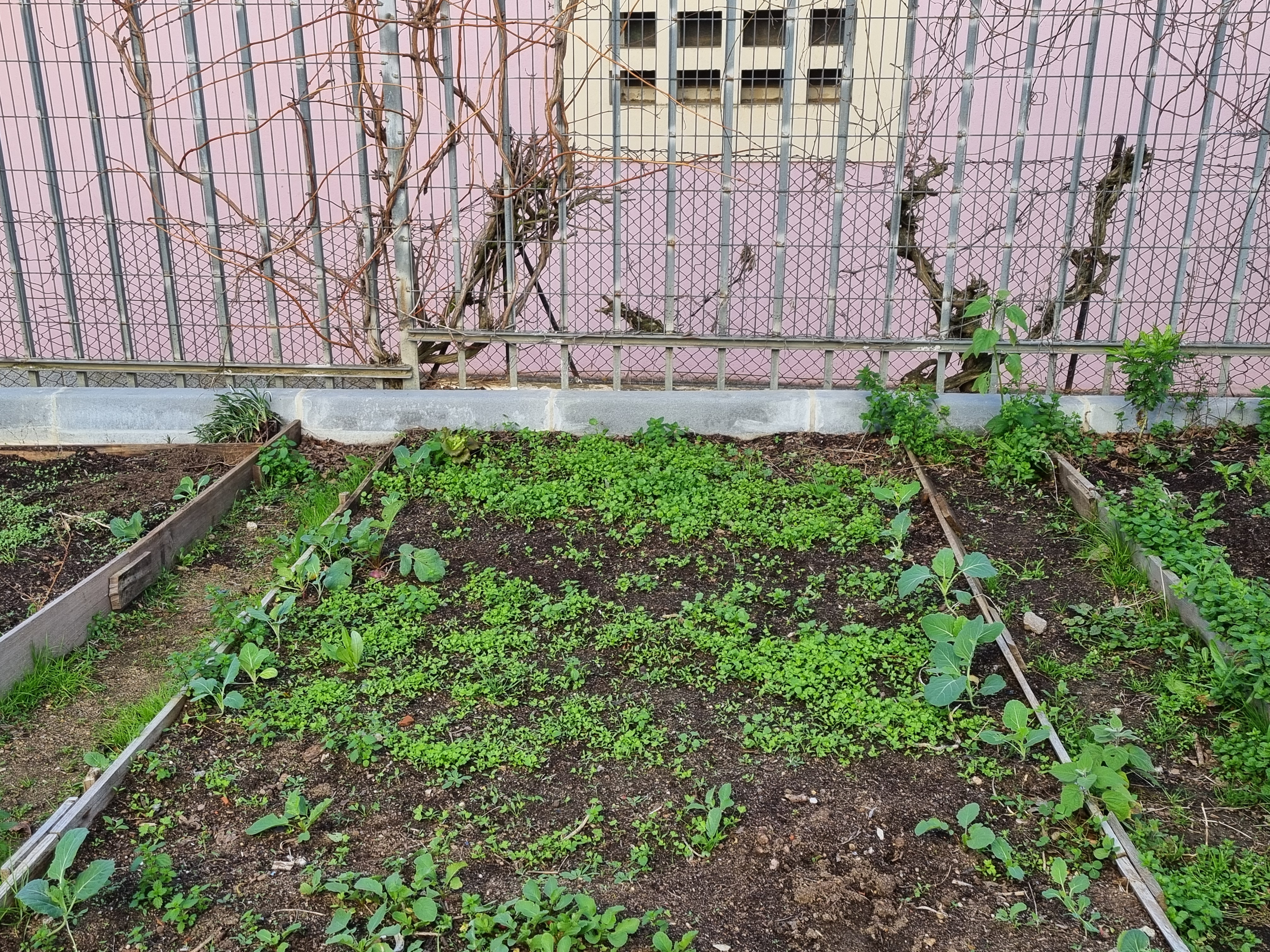 O crescimento de plantas aromáticas (coentros e salsa) que foram semeadas por vários alunos de diferentes turmas.