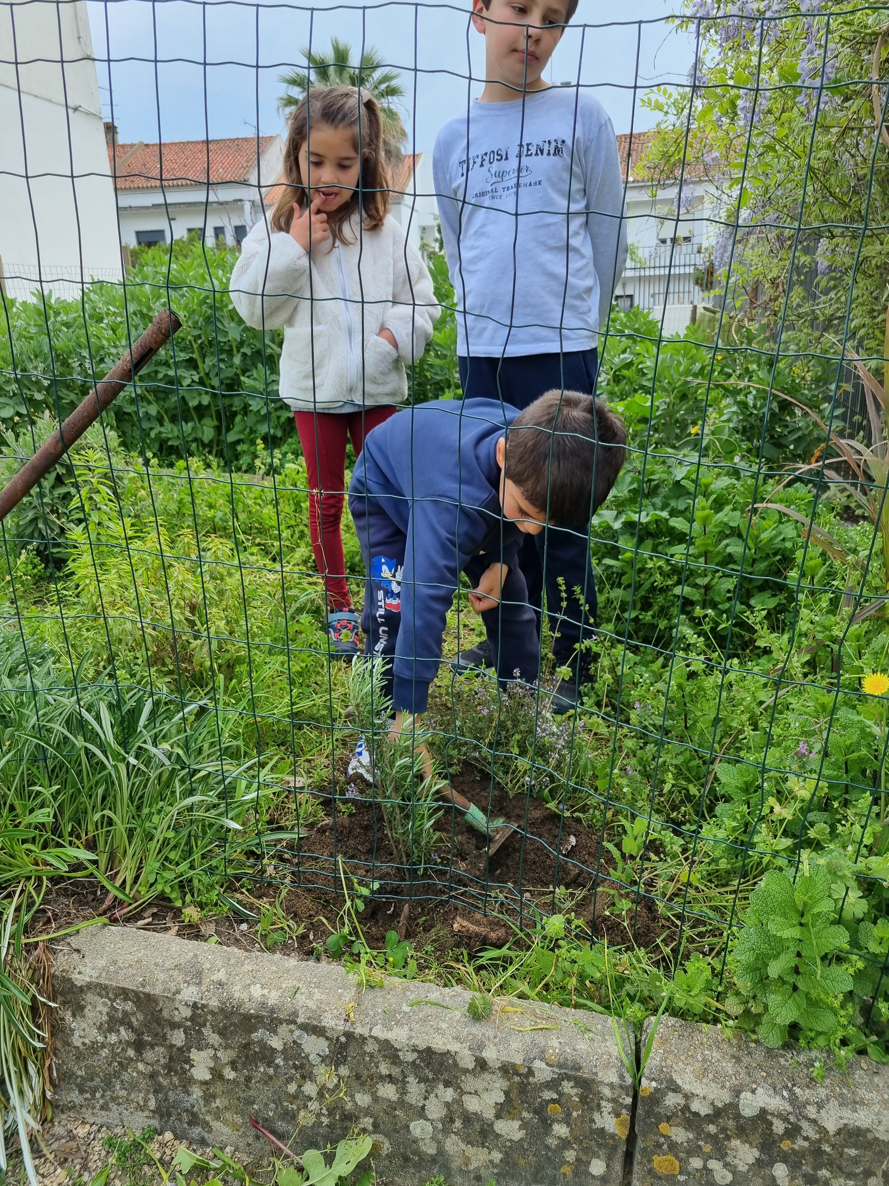 Plantação de alecrim do canteiro das plantas aromáticas no Dia da Árvore e no Dia Internacional das Florestas.