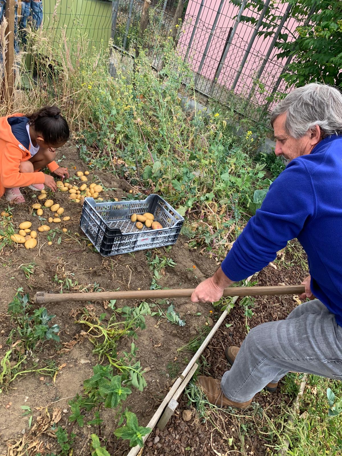 Colheita de batatas da plantação efetuada durante o decorrer deste ano letivo, com a colaboração do Eng. João Martins, responsável pela AEC de Ação Verde.