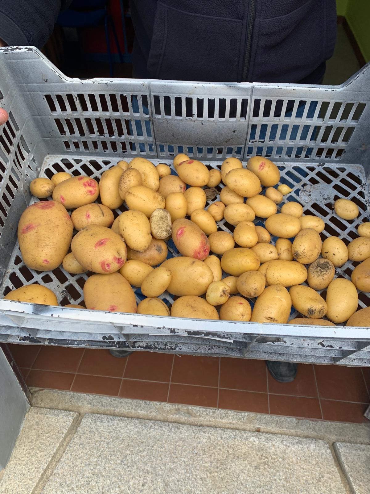 A produção de batatas obtida na nossa horta será oferecida à Cantina Escolar para confecionar as sopas ou outras receitas que os alunos consomem, diariamente no refeitório escolar.