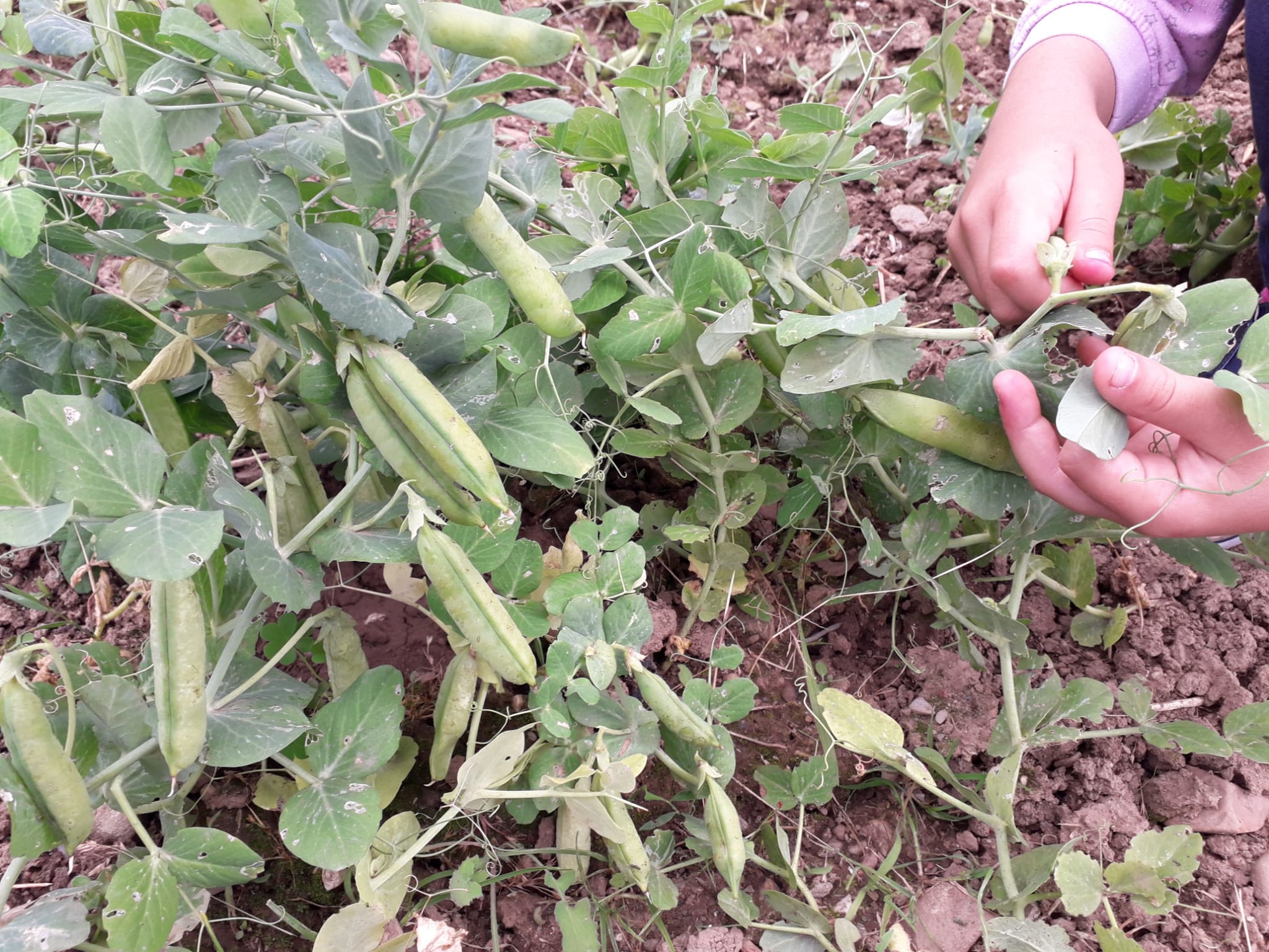 As ervilhas germinaram, cresceram, ganharam folhinhas verdes, flor, depois pequenas vagens que foram crescendo, lá dentro desenvolveram-se grãos bem verdinhos, as ervilhas,... As crianças acompanharam todo este processo de crescimento e de desenvolvimento