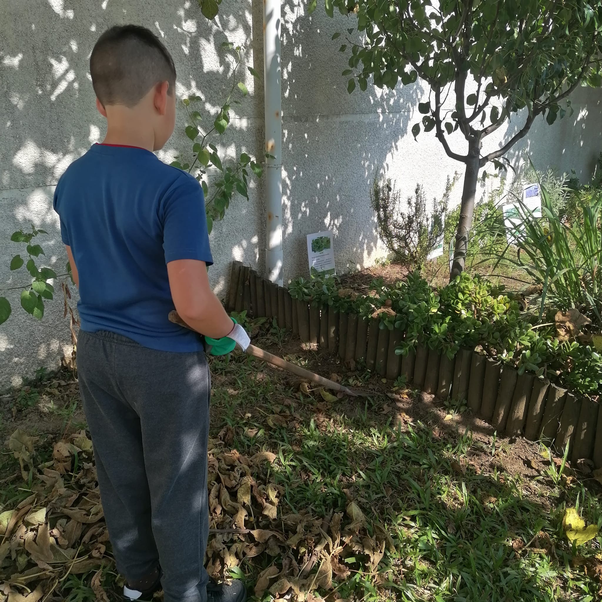 Aluno da Educação Especial fazendo manutenção da horta.
