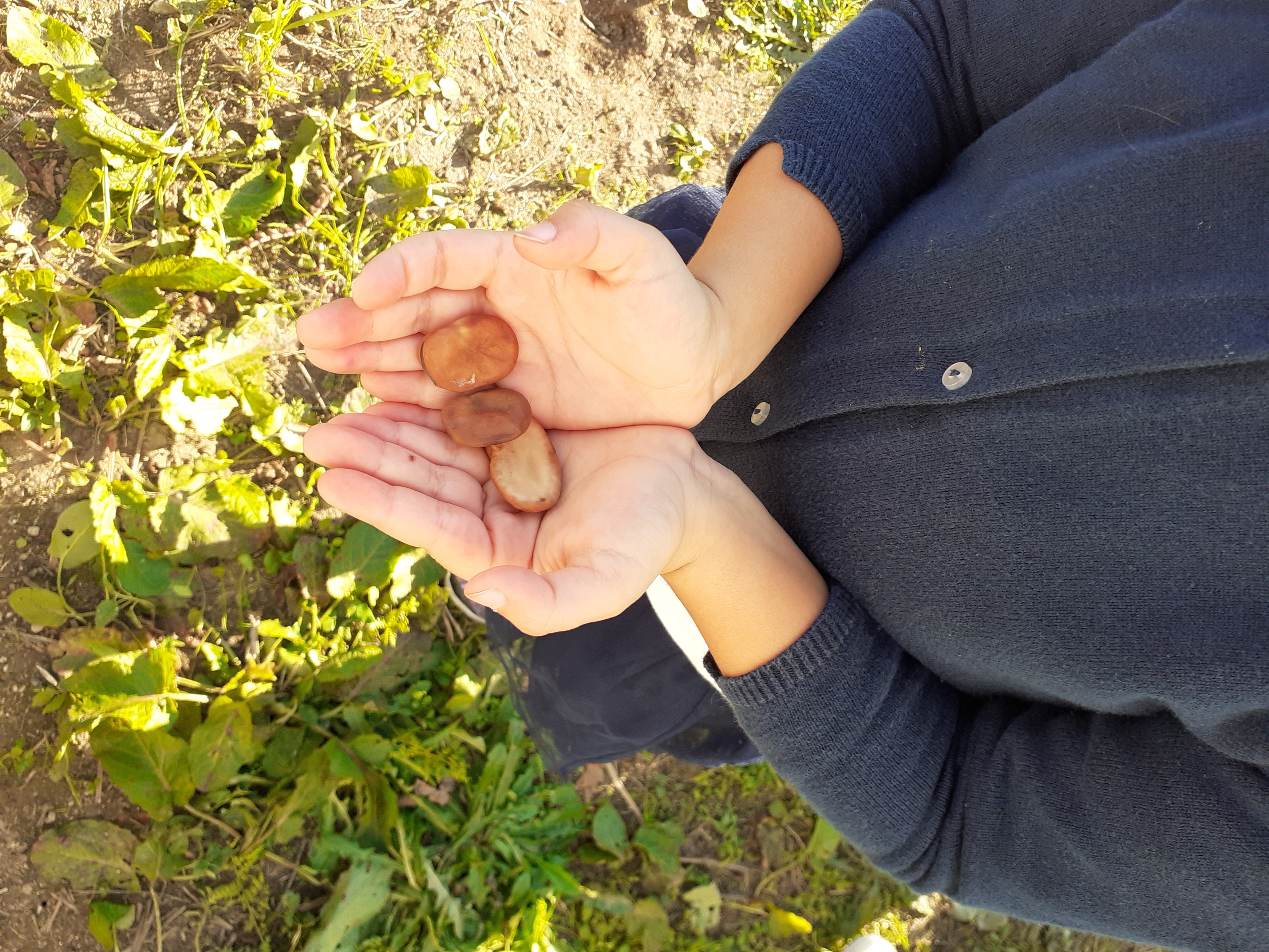 semente de fava.