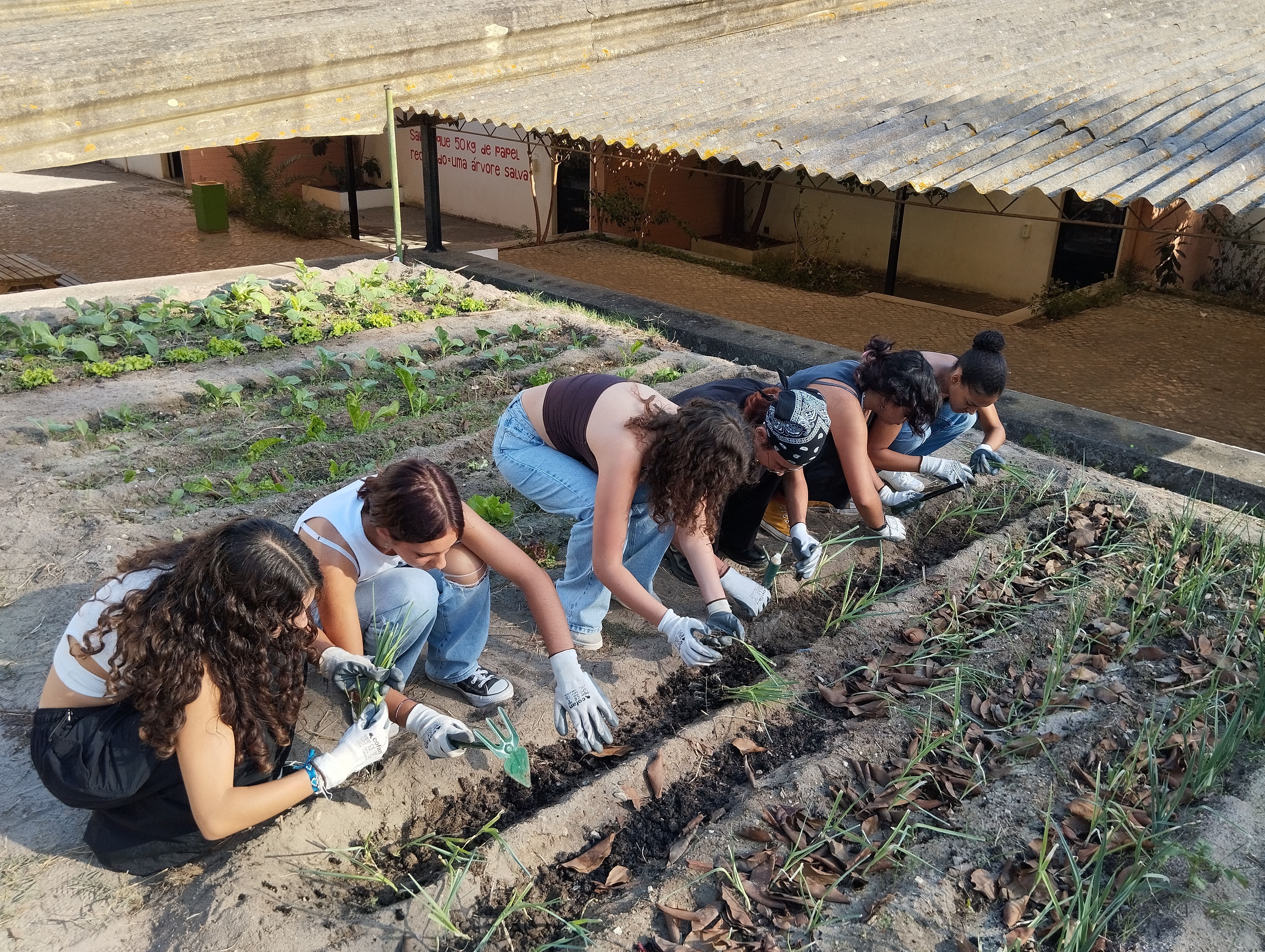 No projeto estão envolvidos cerca de 70 alunos das turmas A, C, D e F de 11º ano, na disciplina de Geografia A, e outros alunos e crianças convidadas. Couves, alfaces e alhos franceses foram cultivados por diferentes grupos, depois do horário das aulas.