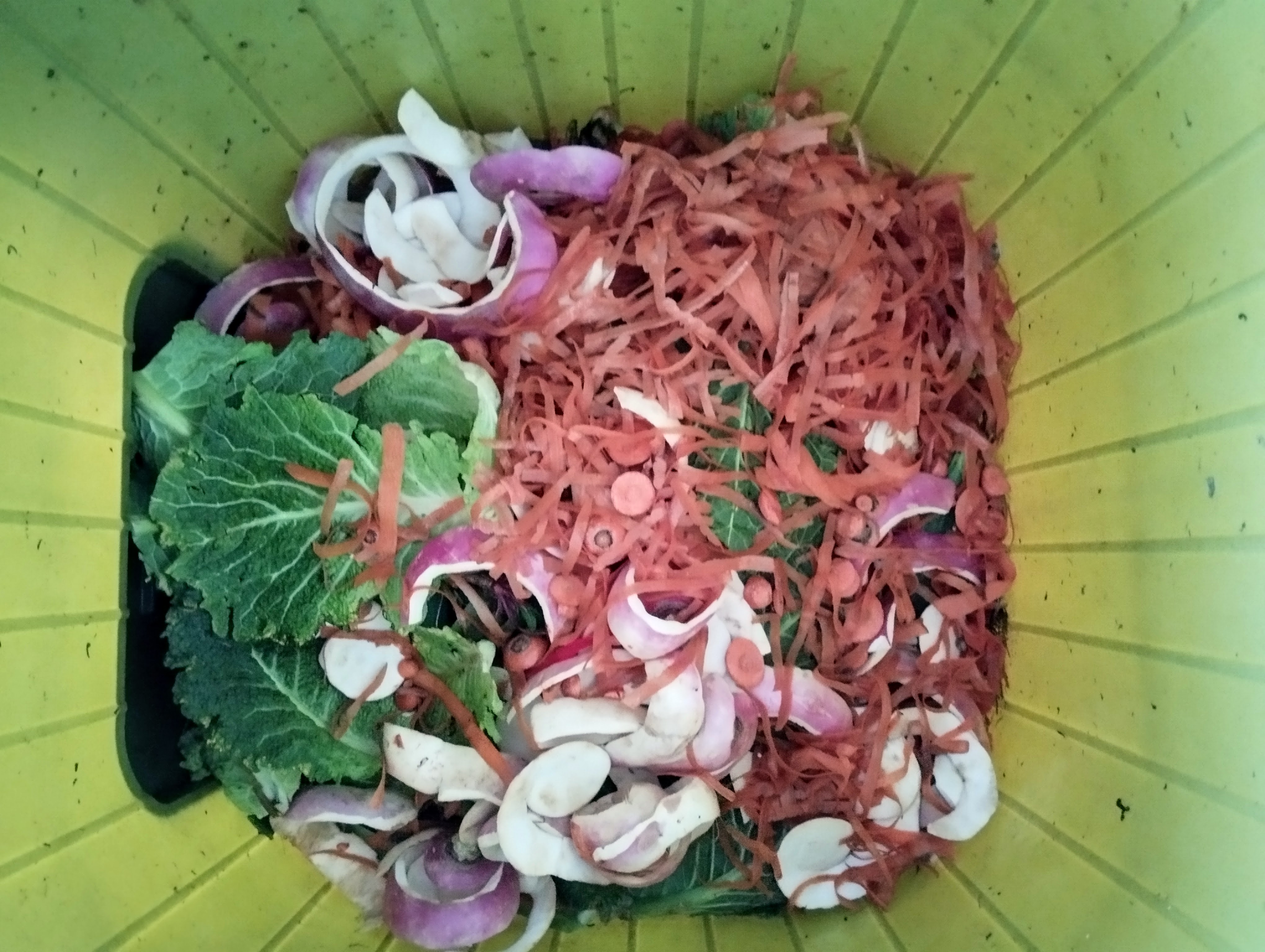 Com o contributo de um restaurante local, a compostagem teve um grande incremento durante os meses de fevereiro e março. Aos resíduos de legumes têm sido adicionadas folhas secas que estão a cair do maior sobreiro da escola.