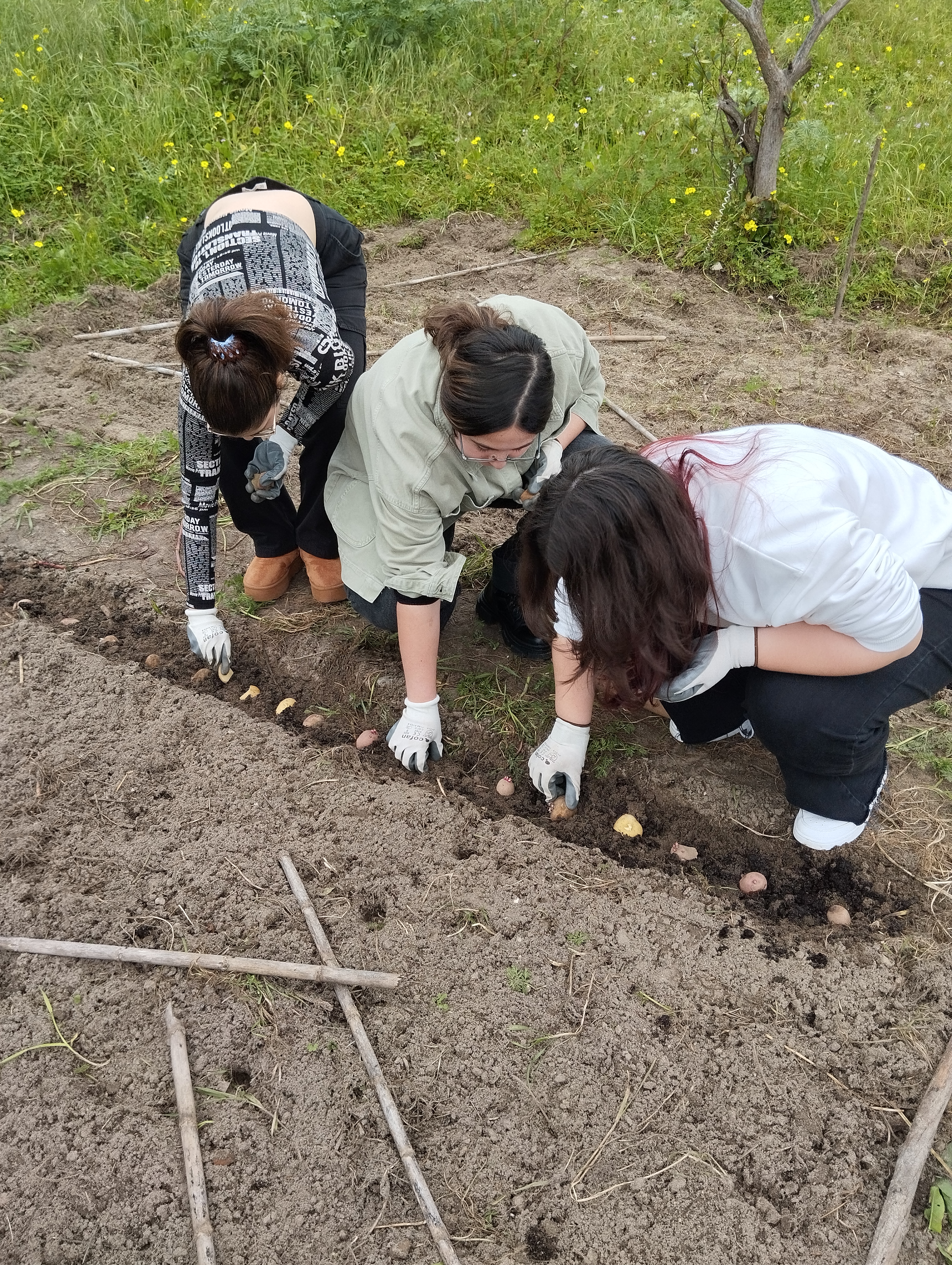 Depois de cavada e preparada a terra, em dias diferentes, procedeu-se à plantação de batatas, com a participação de vários grupos de alunos.