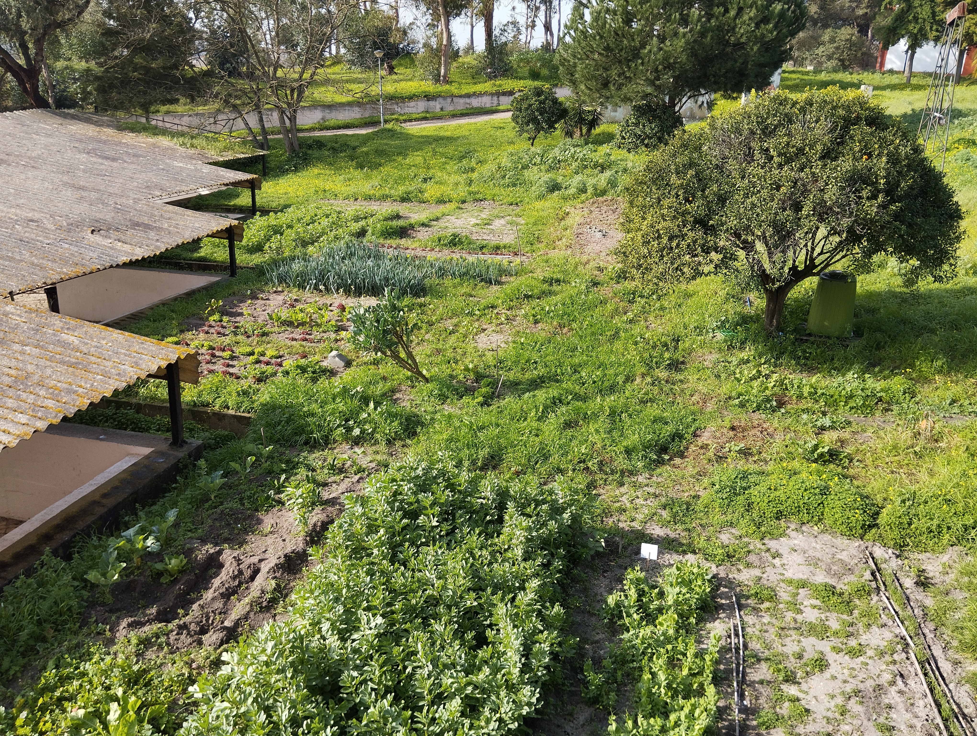 Favas, ervilhas, alfaces, alhos franceses, entre outras culturas, começam a tornar a vista panorâmica da horta mais marcante, para todos os que a observam.