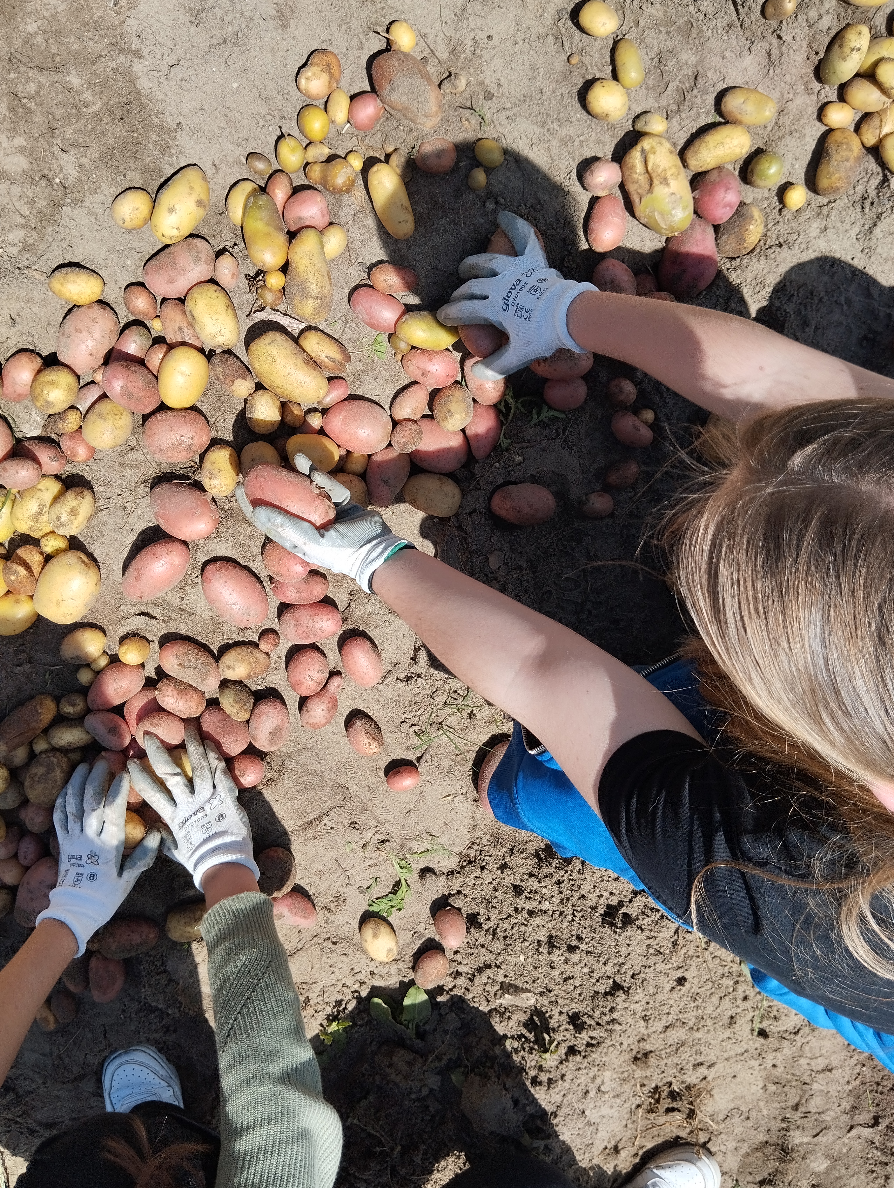 Á semelhança das favas, também as batatas foram colhidas em duas ocasiões distintas. No total, foram obtidos 26 kg, que se destinaram quase, na totalidade, a doações para famílias desfavorecidas.