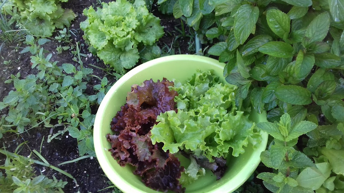colheita de horticolas