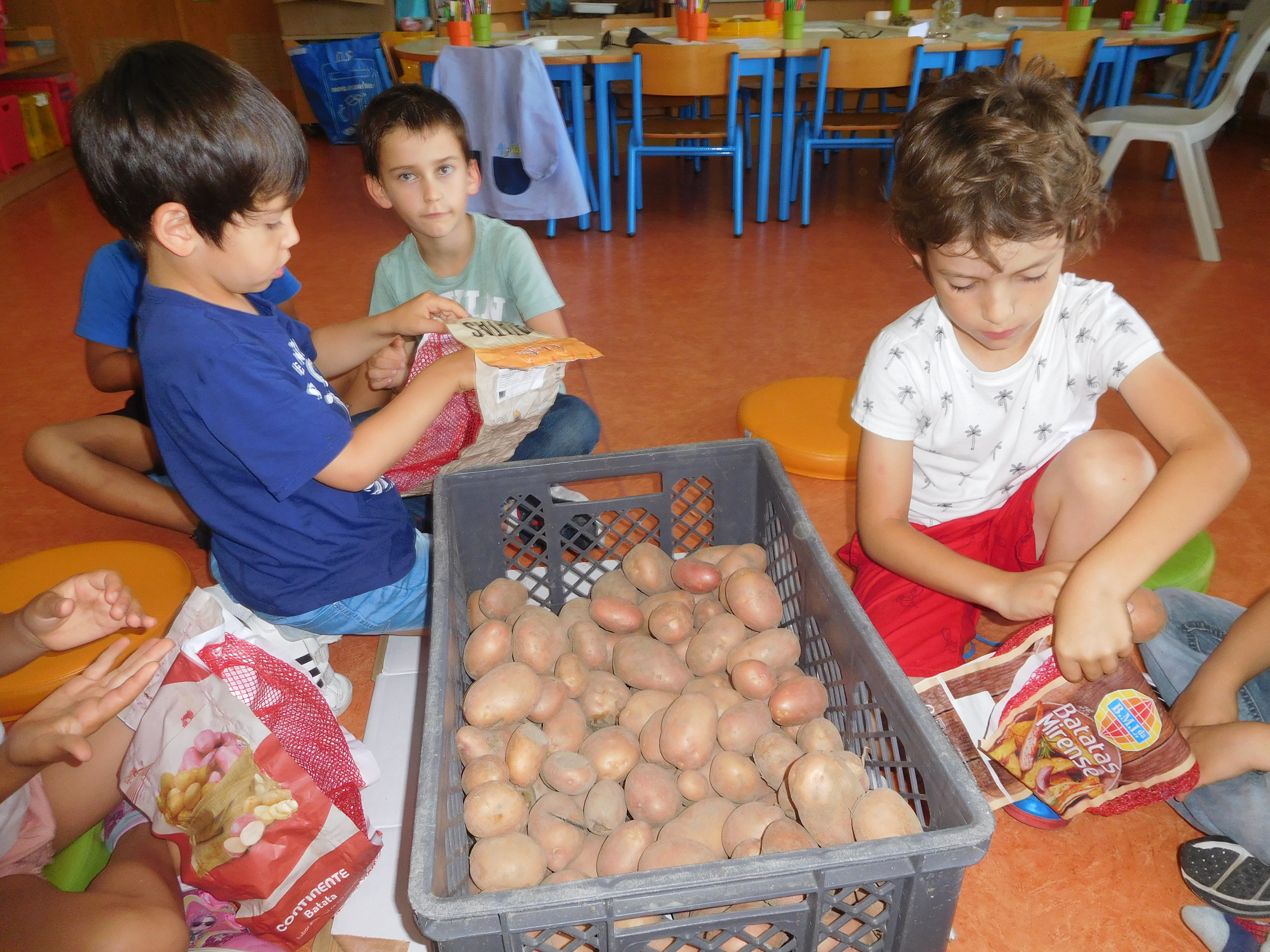 AS nossas batatas, colocar em sacos.