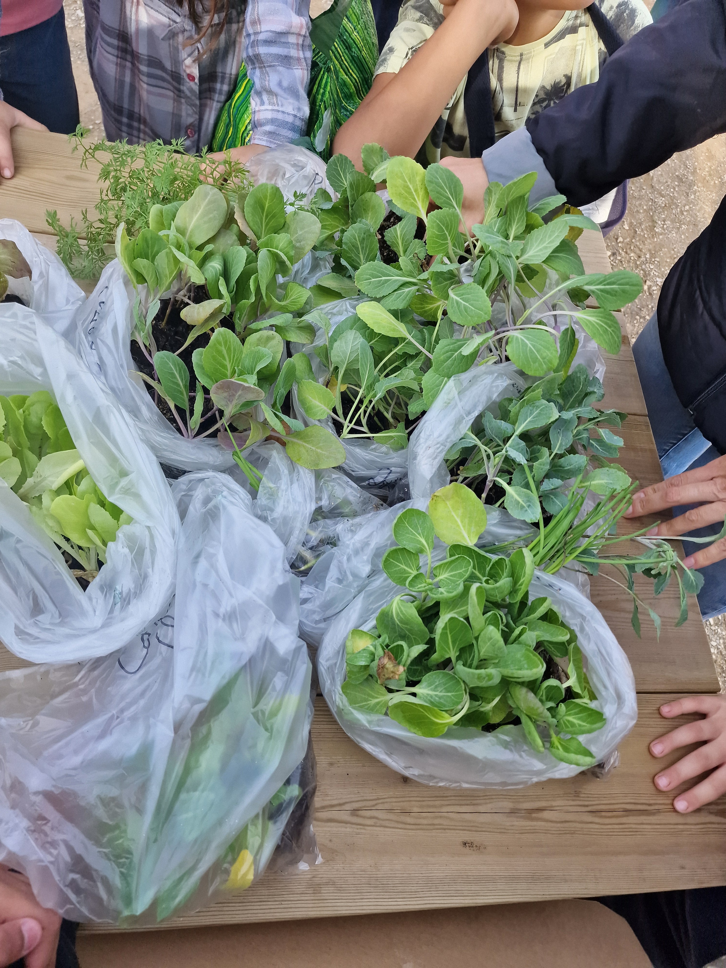 Alguns legumes a serem plantados.