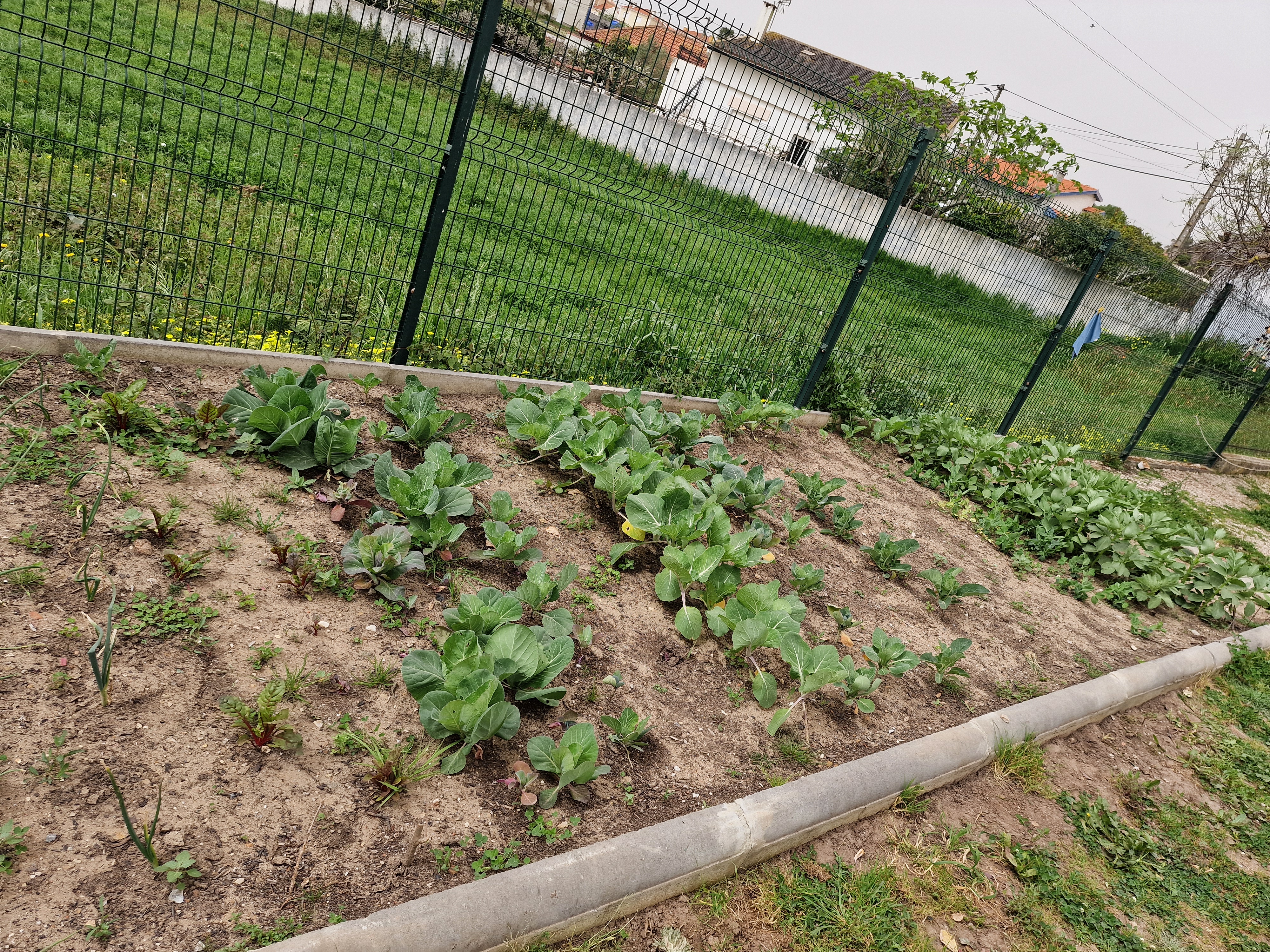 Crescimento de legumes.