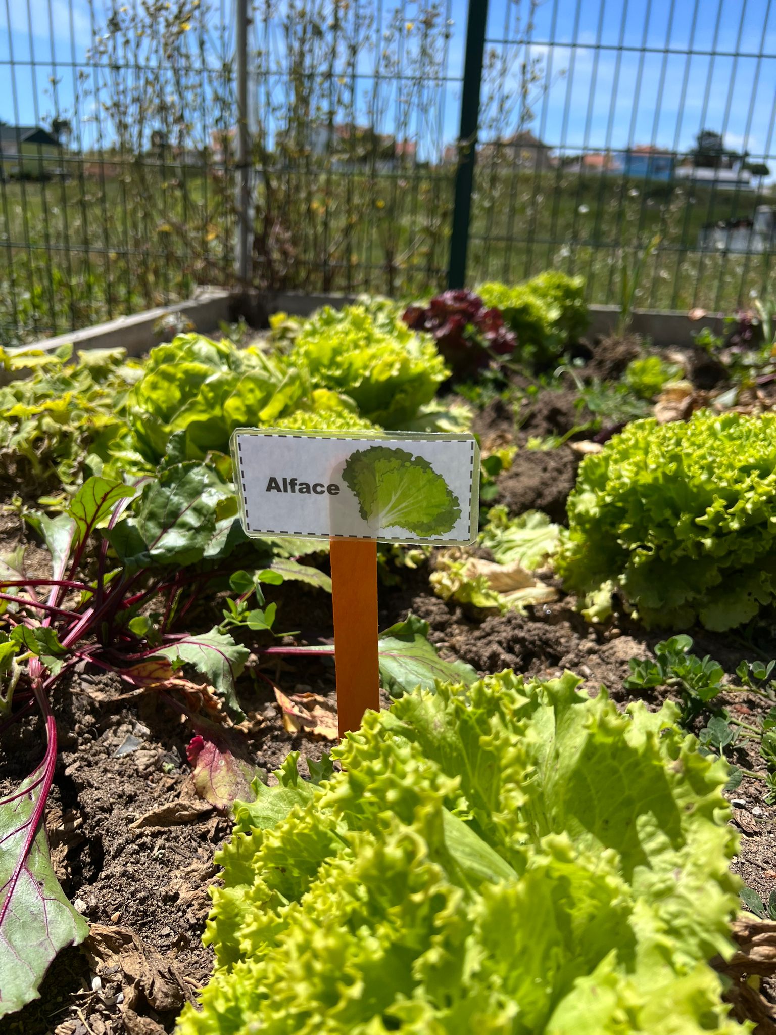 Colocação de placas com o nome dos legumes.